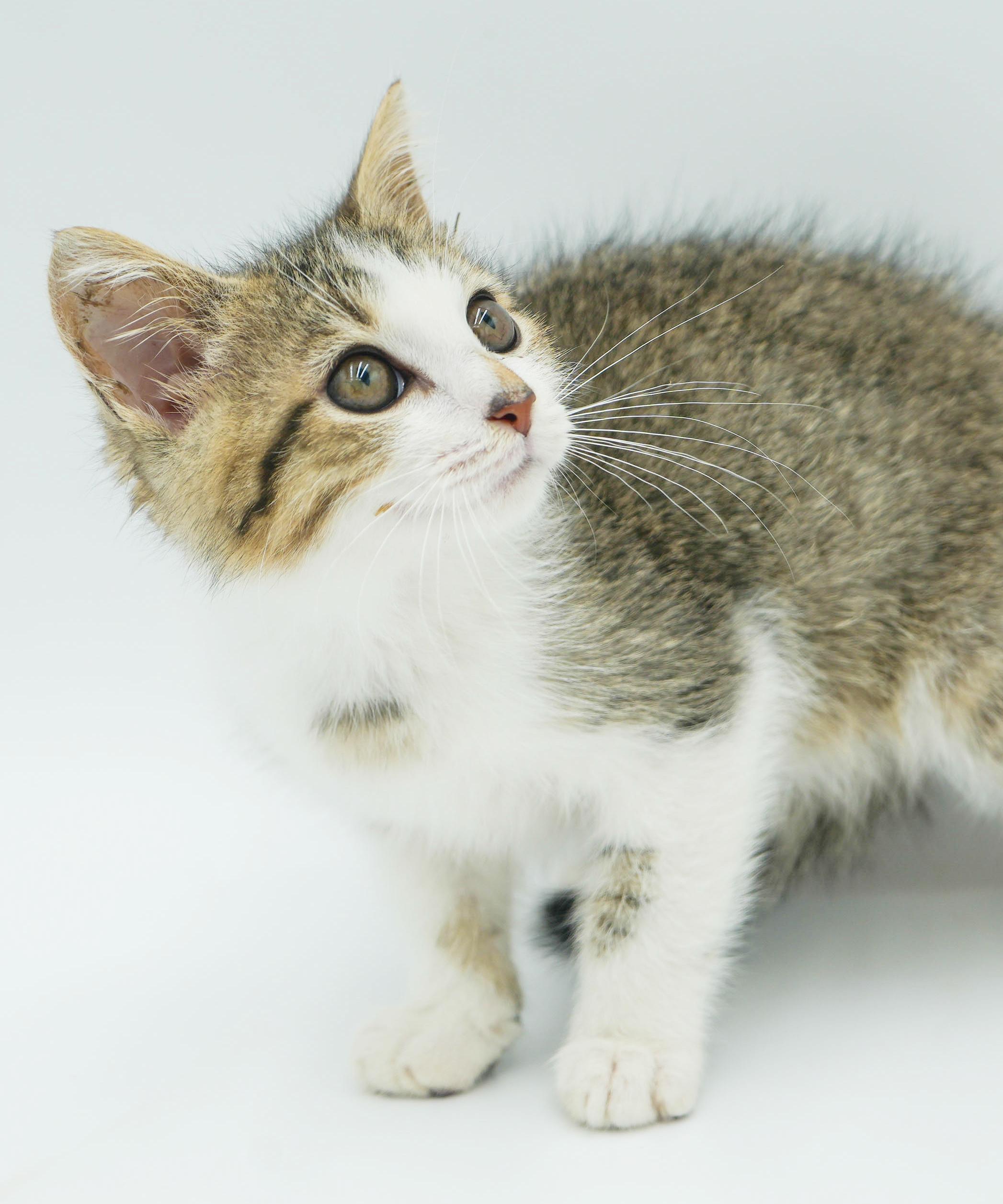 Sausage can't wait to the love of your life!