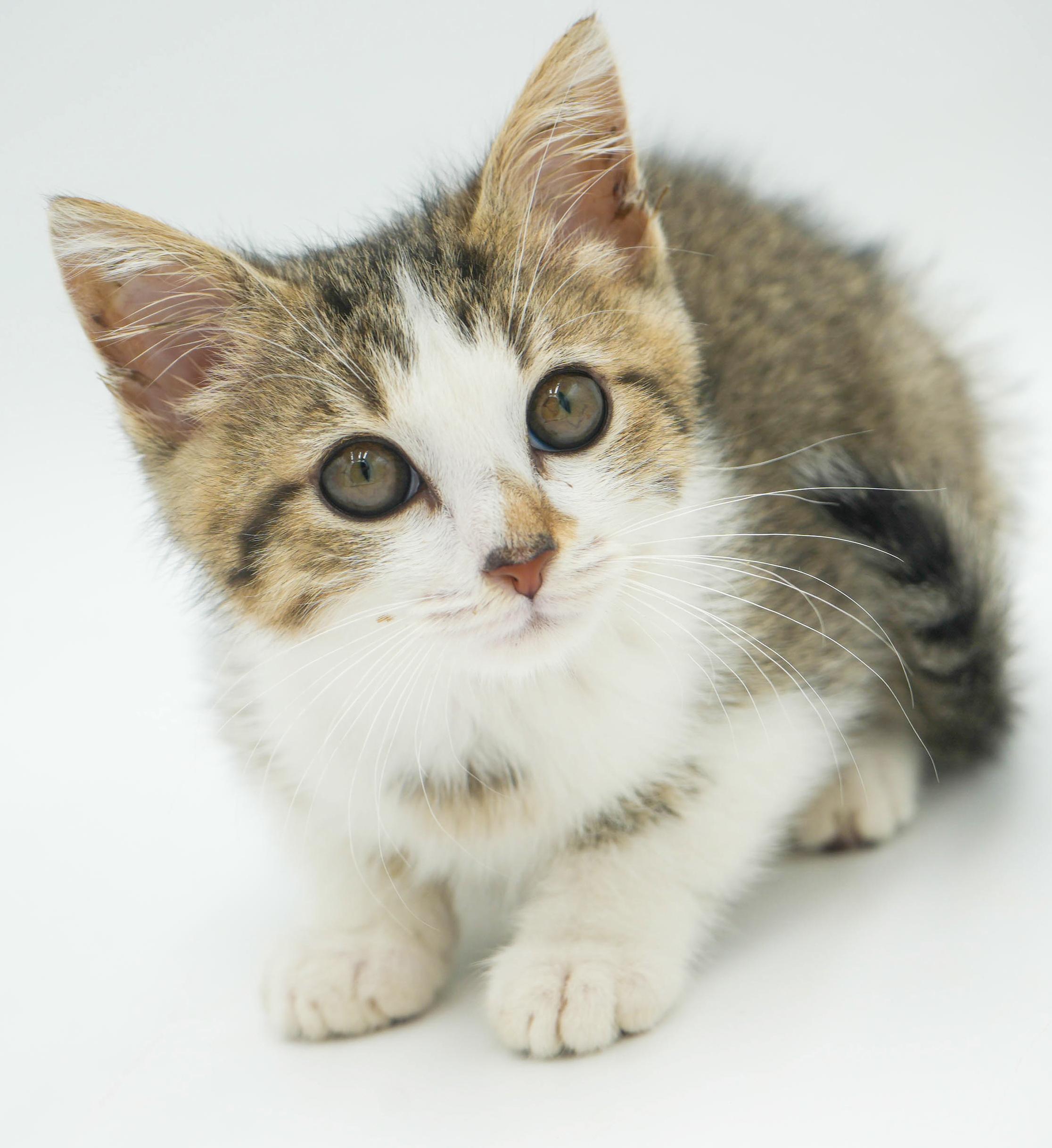 Sausage can't wait to the love of your life!