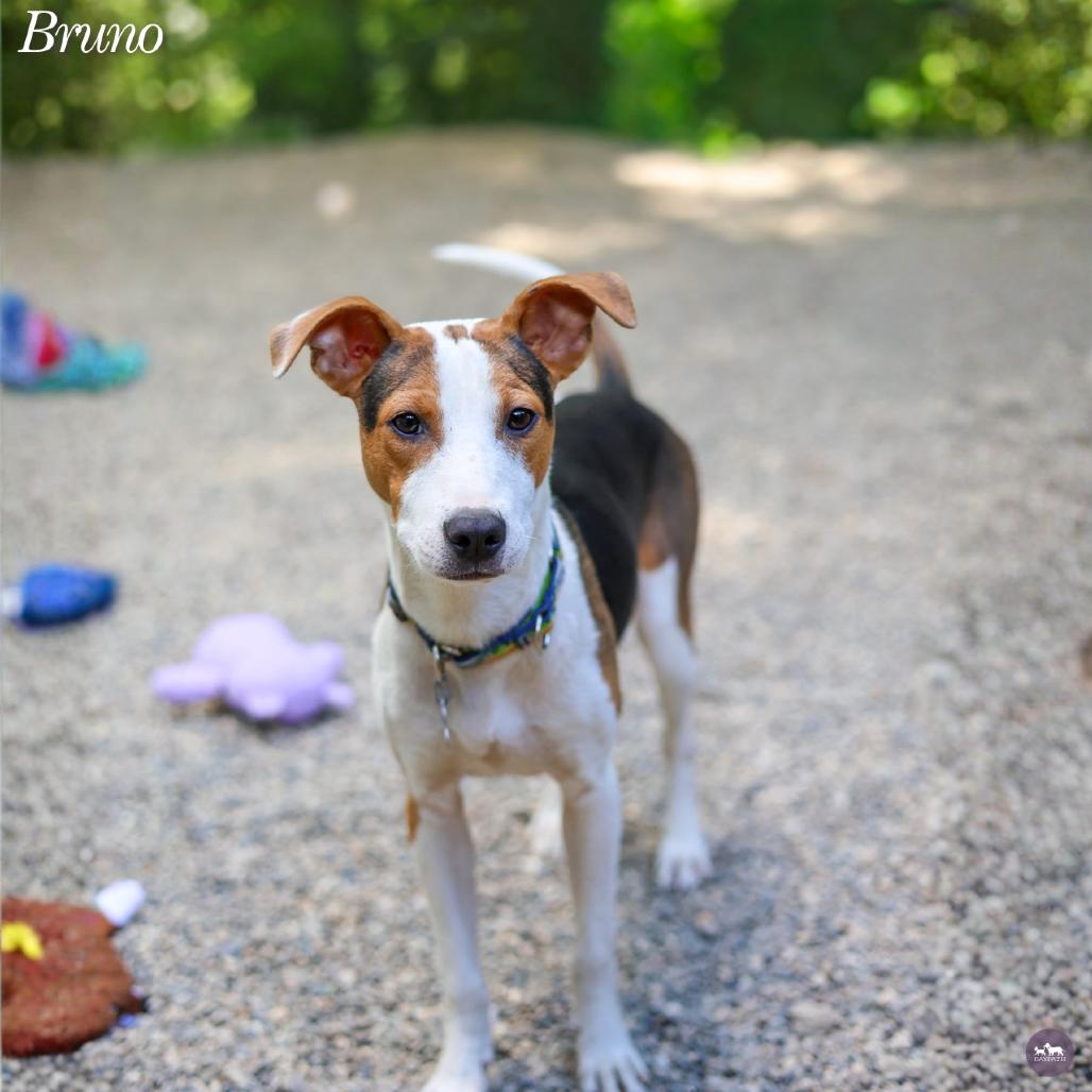 Bruno, Adoptable, Young Male Mixed Breed.