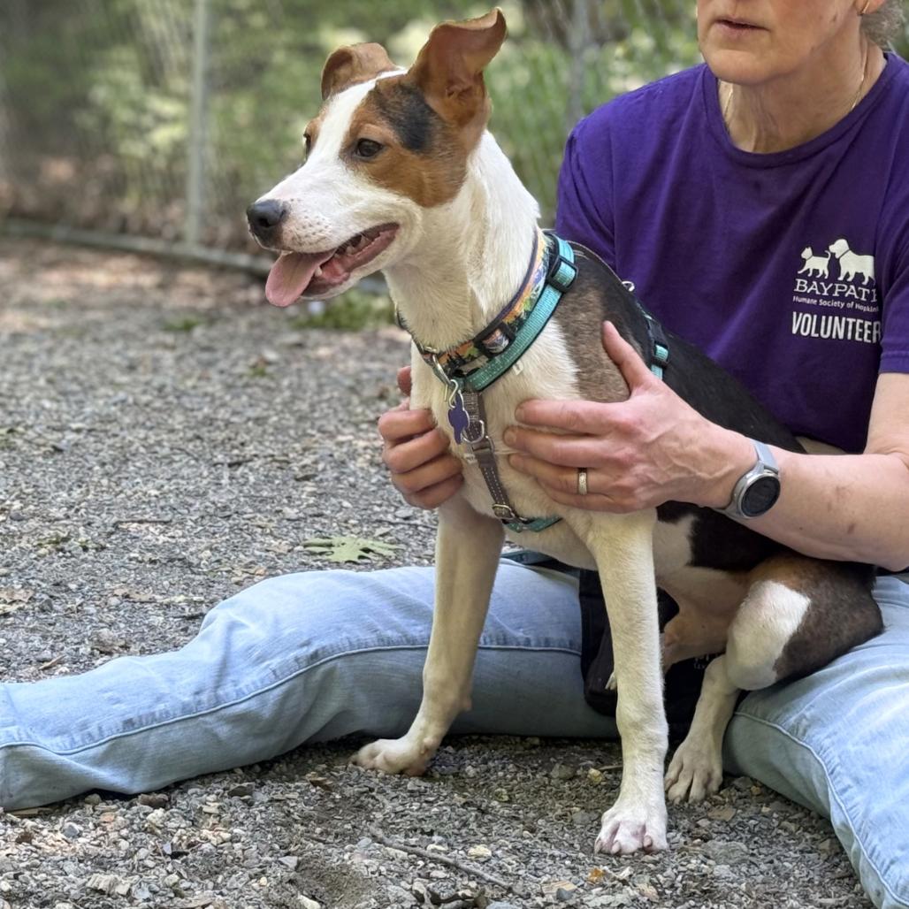 Enlarge Bruno, a Adoptable Mixed Breed in Hopkinton, MA image 2/6