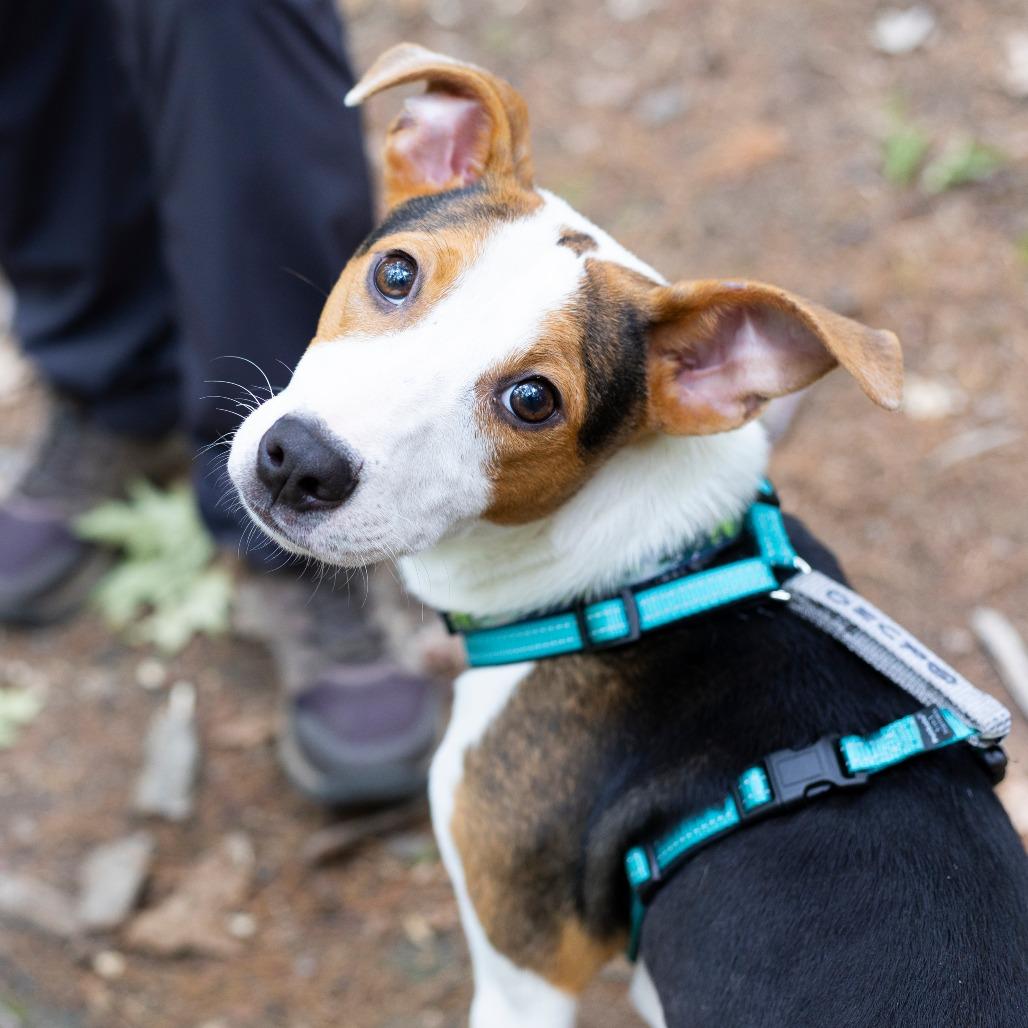Enlarge Bruno, a Adoptable Mixed Breed in Hopkinton, MA image 3/6