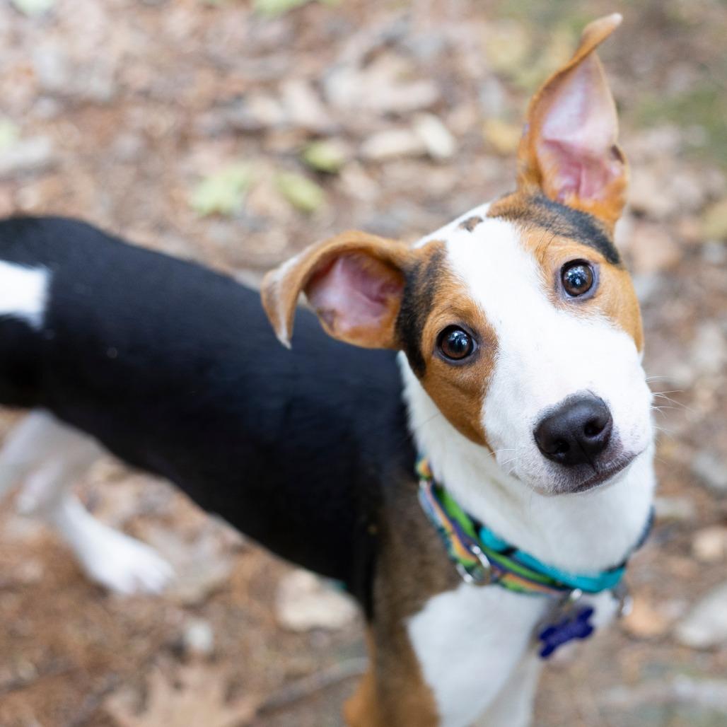 Enlarge Bruno, a Adoptable Mixed Breed in Hopkinton, MA image 4/6