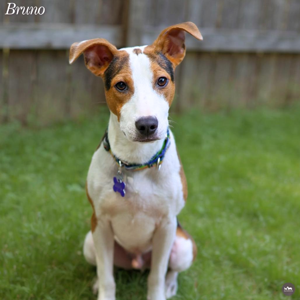 Enlarge Bruno, a Adoptable Mixed Breed in Hopkinton, MA image 5/6