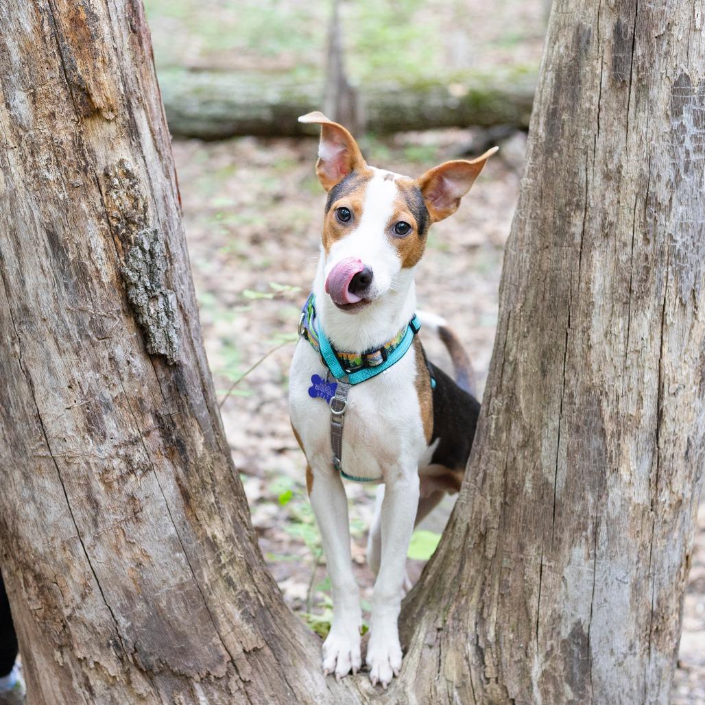 Enlarge Bruno, a Adoptable Mixed Breed in Hopkinton, MA image 6/6