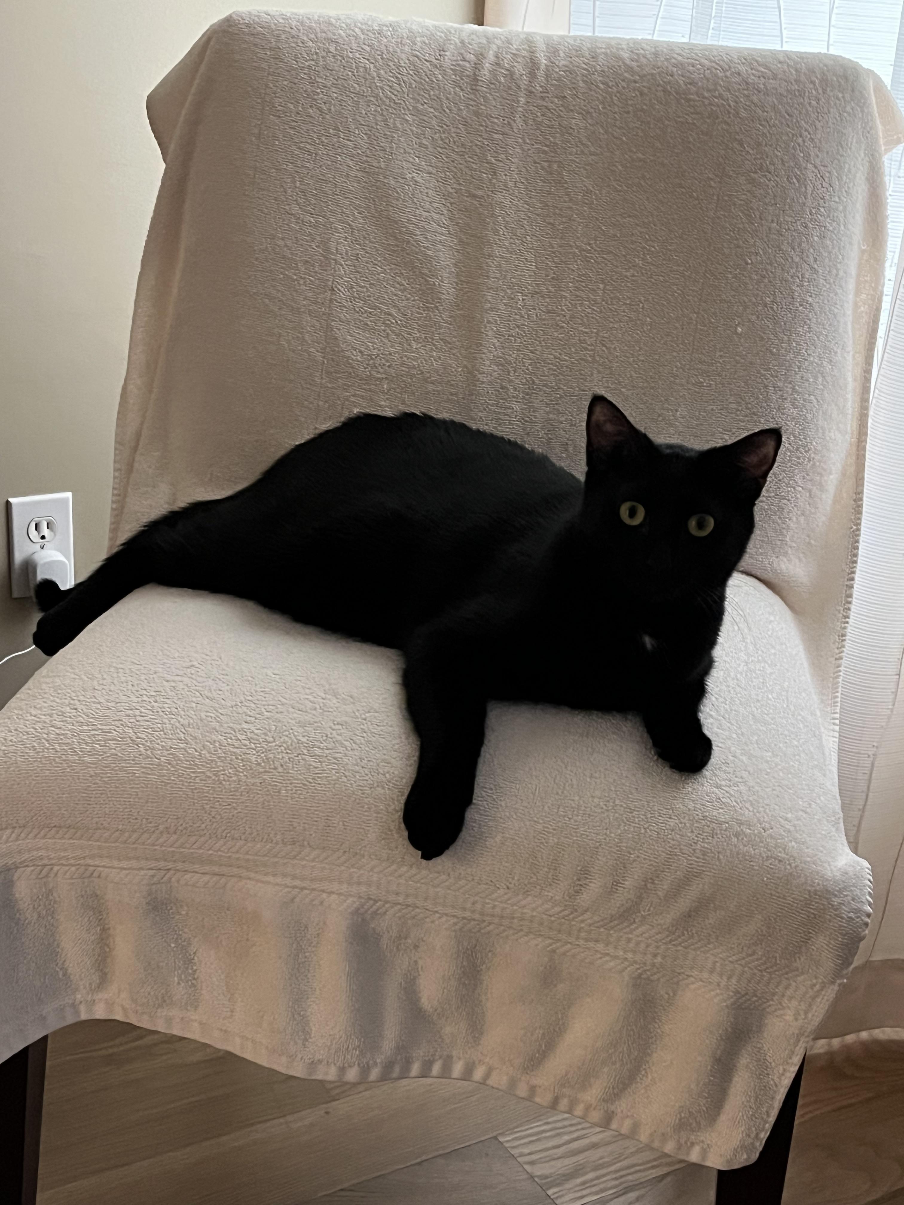 Ellie Jo, a ADOPTABLE Domestic Short Hair in Overland Park, KS image 4/5