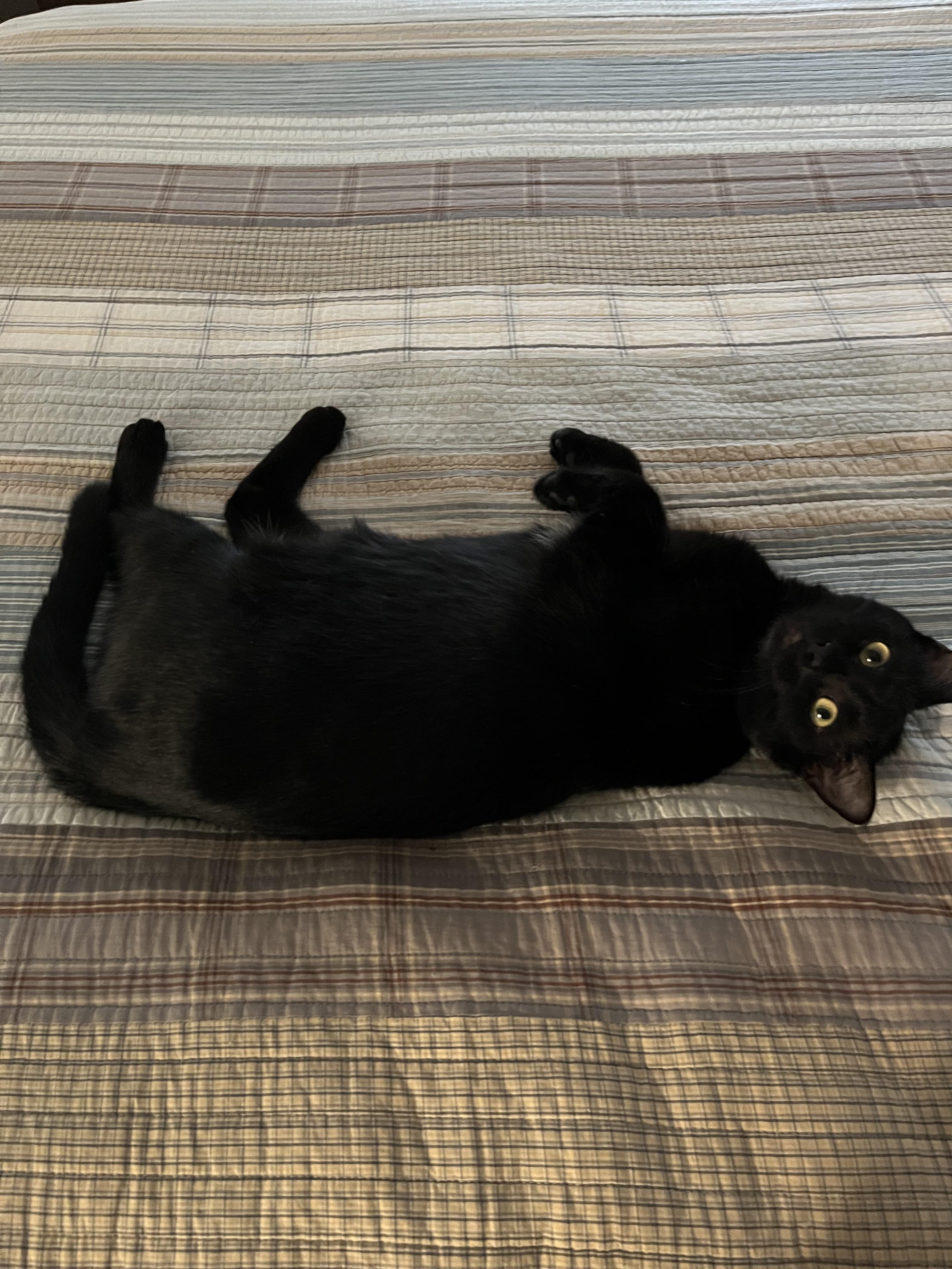Ellie Jo, a ADOPTABLE Domestic Short Hair in Overland Park, KS image 5/5