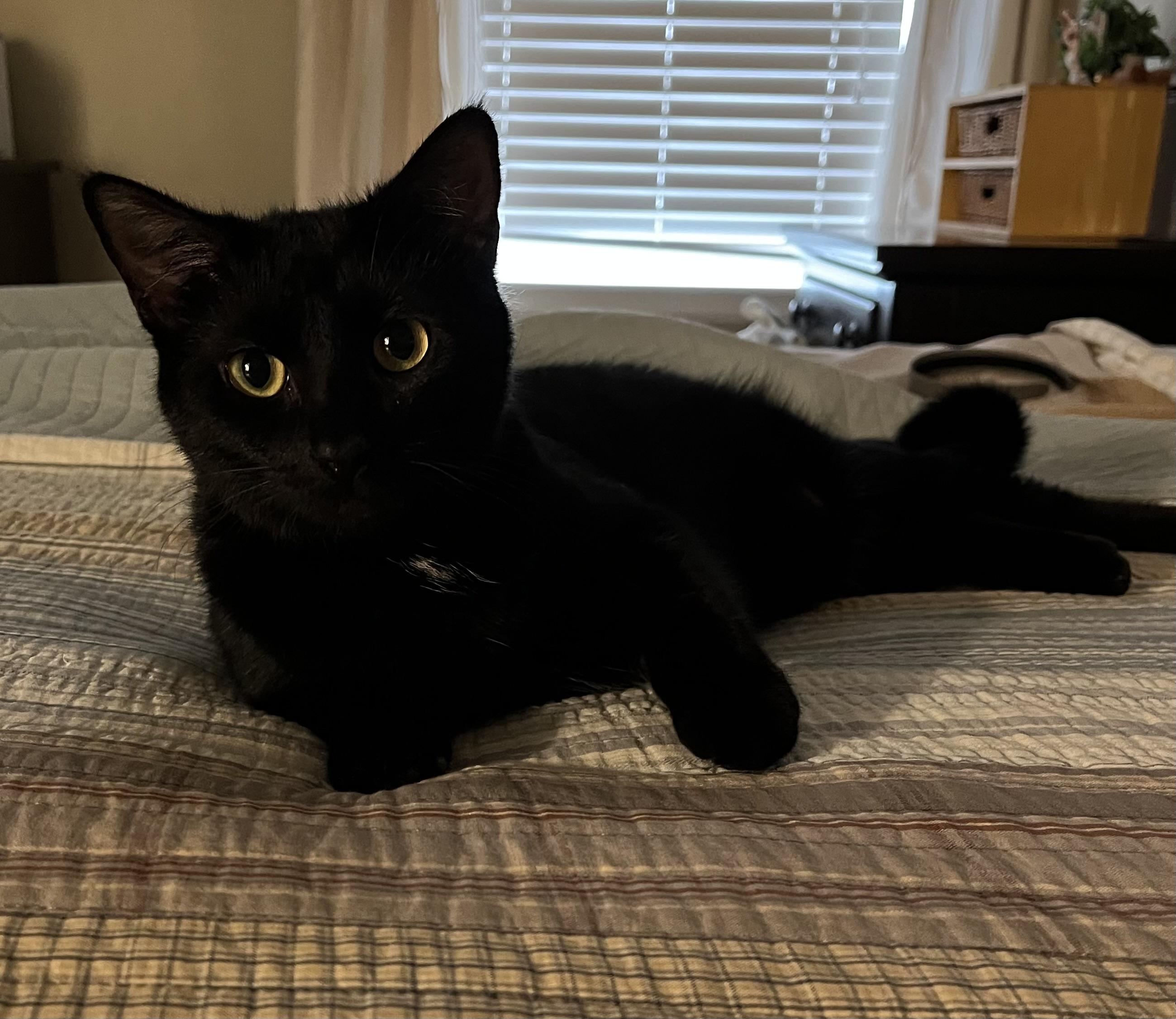 Ellie Jo, a ADOPTABLE Domestic Short Hair in Overland Park, KS image 1/5