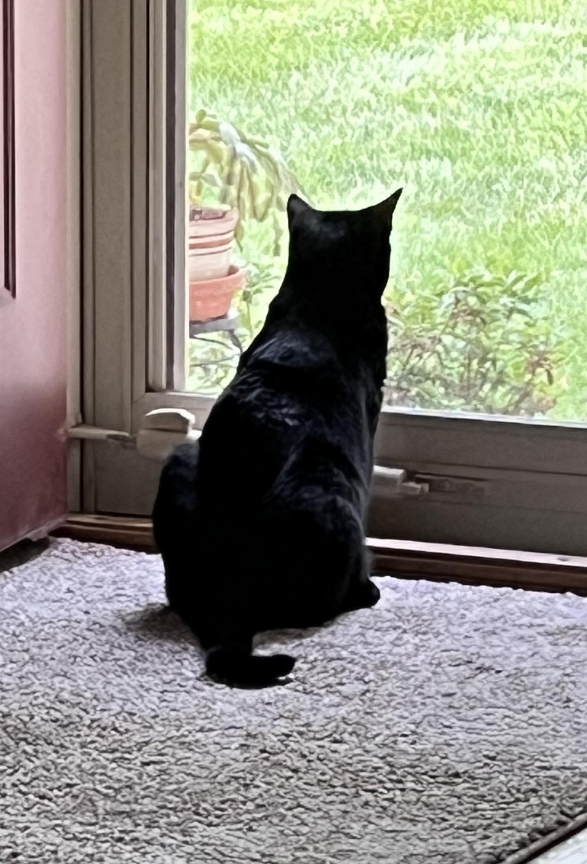Ellie Jo, a ADOPTABLE Domestic Short Hair in Overland Park, KS image 2/5