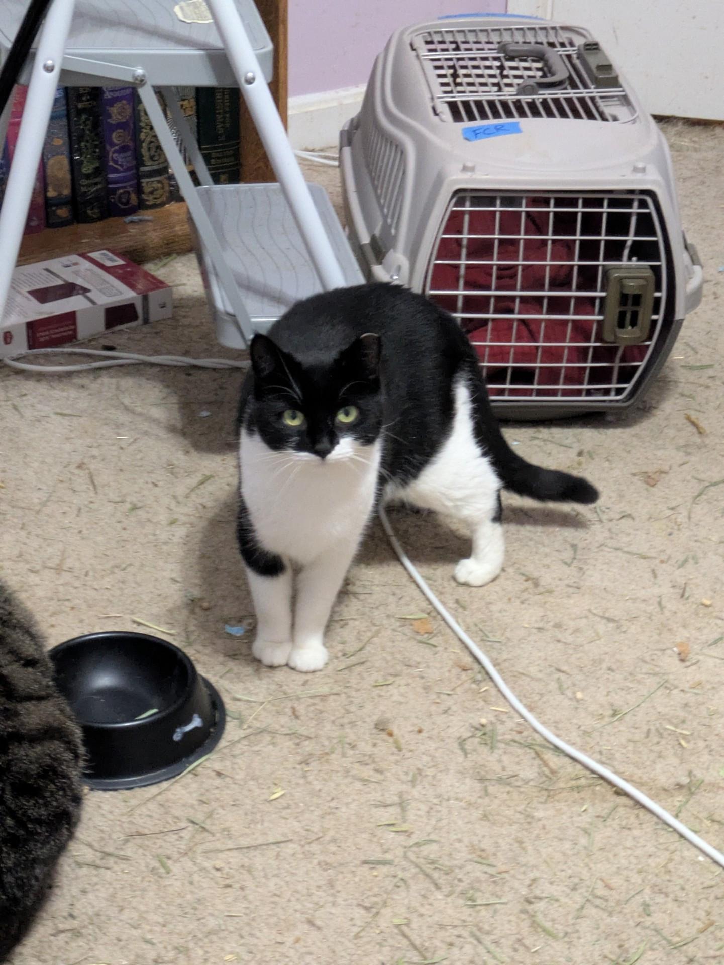 Enlarge Enya, a Adoptable Domestic Short Hair in Great Mills, MD image 1/1