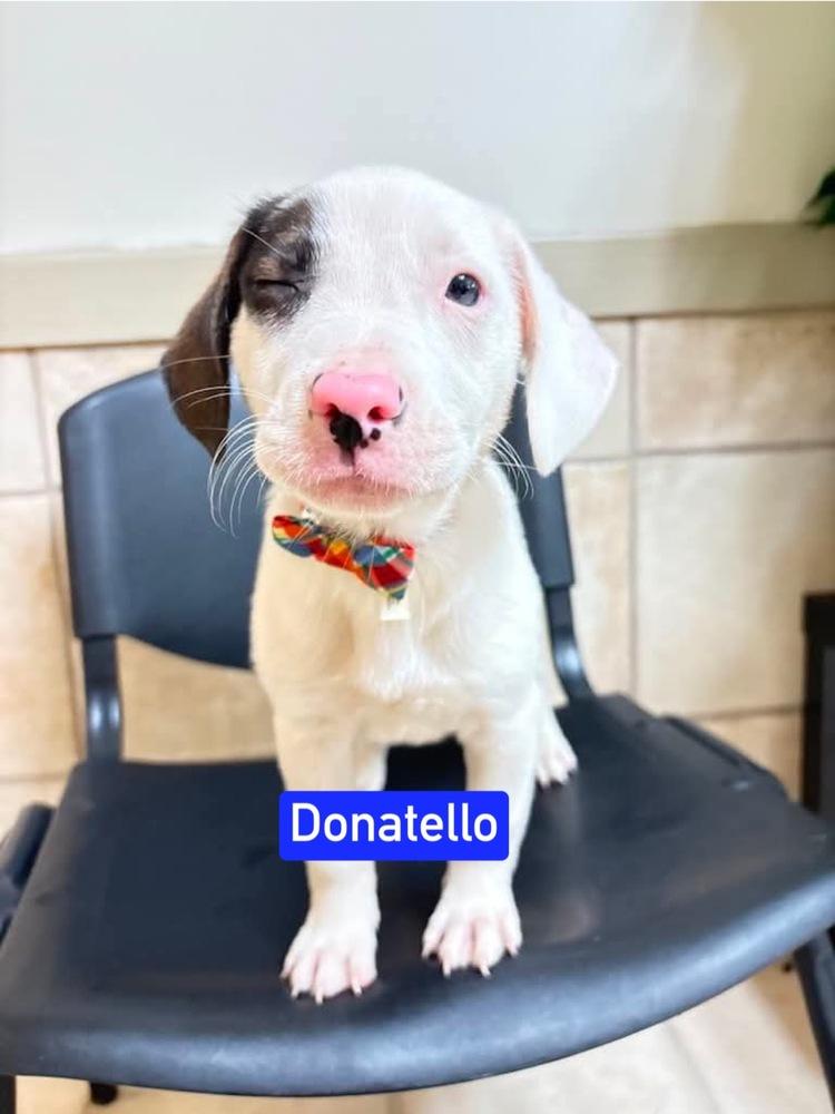 ML Donatello aka Hunter, Adoptable, Puppy Male Labrador Retriever & Mixed Breed.