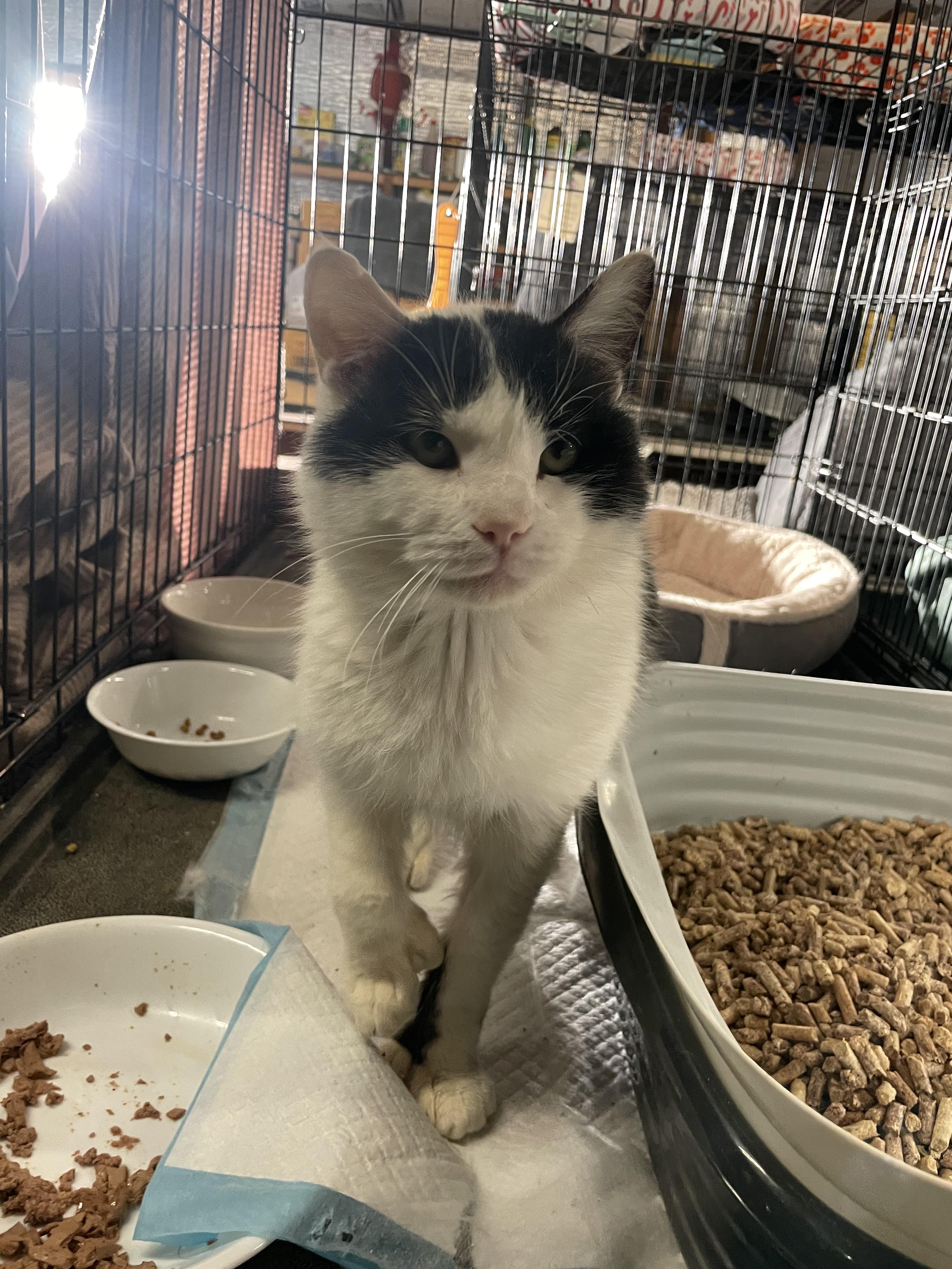 Enlarge Whisper (6 toes), an adoptable Domestic Short Hair in Kent, OH image 6/6