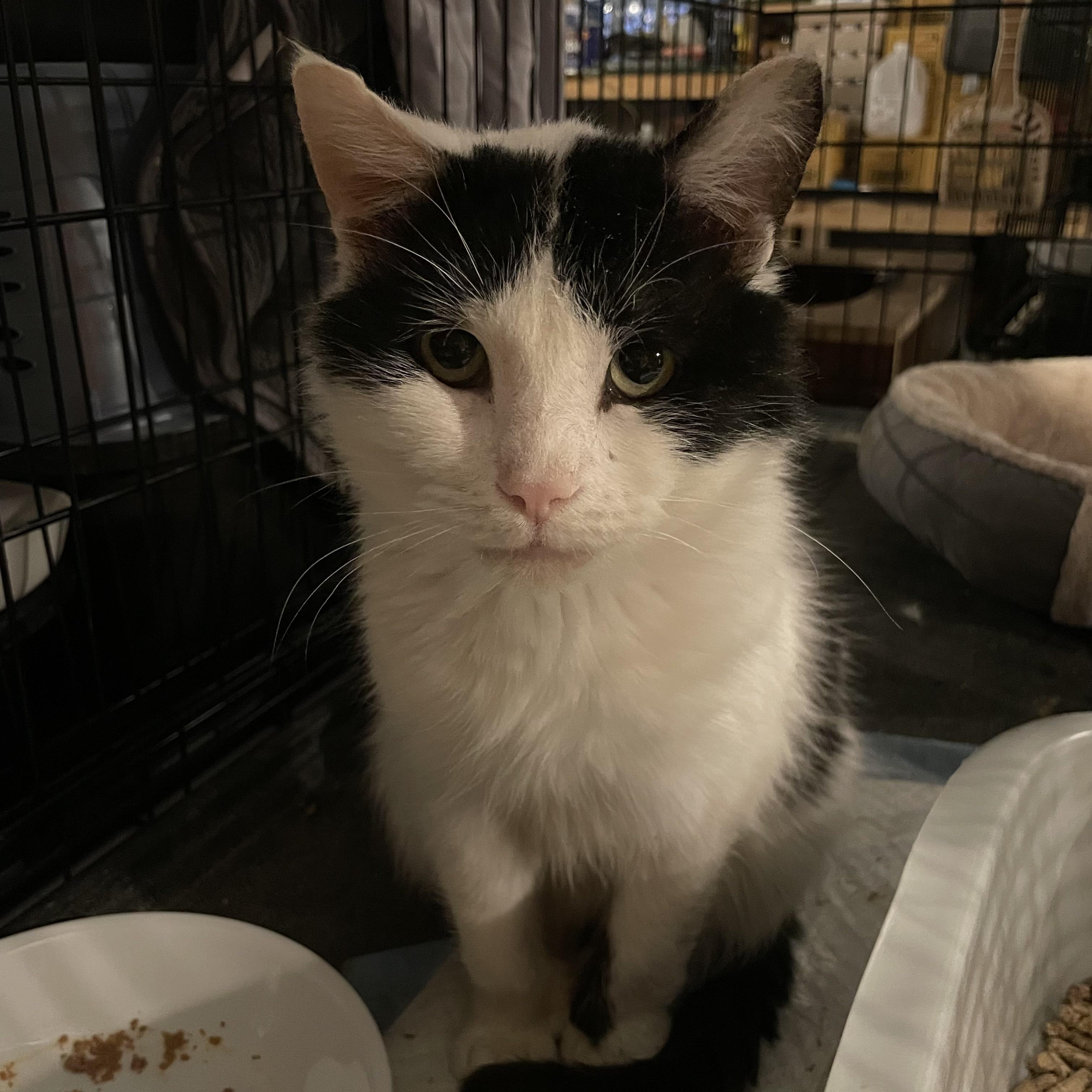 Whisper (6 toes), adoptable, Adult Male Domestic Short Hair.