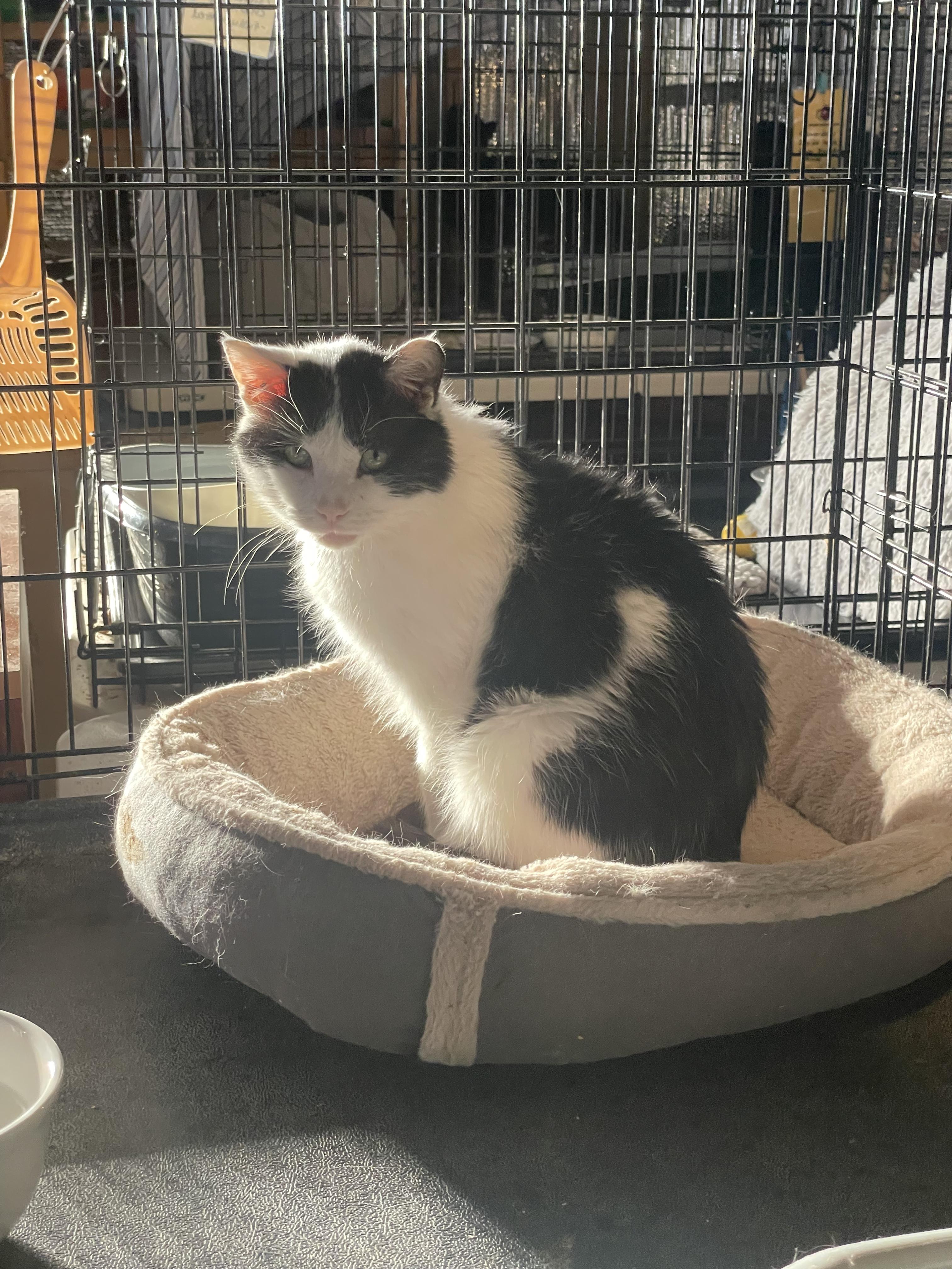 Enlarge Whisper (6 toes), an adoptable Domestic Short Hair in Kent, OH image 4/6