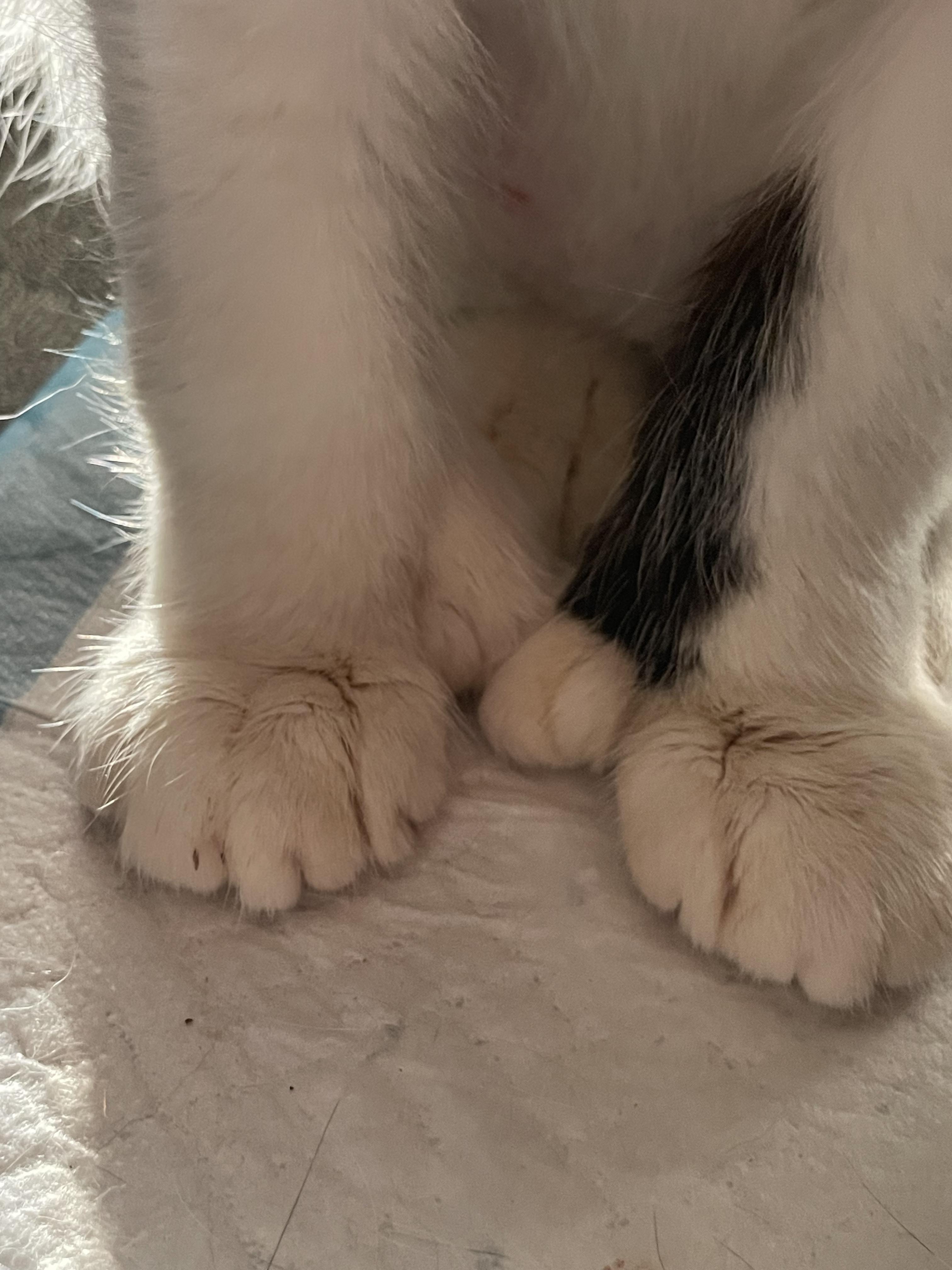 Enlarge Whisper (6 toes), an adoptable Domestic Short Hair in Kent, OH image 2/6