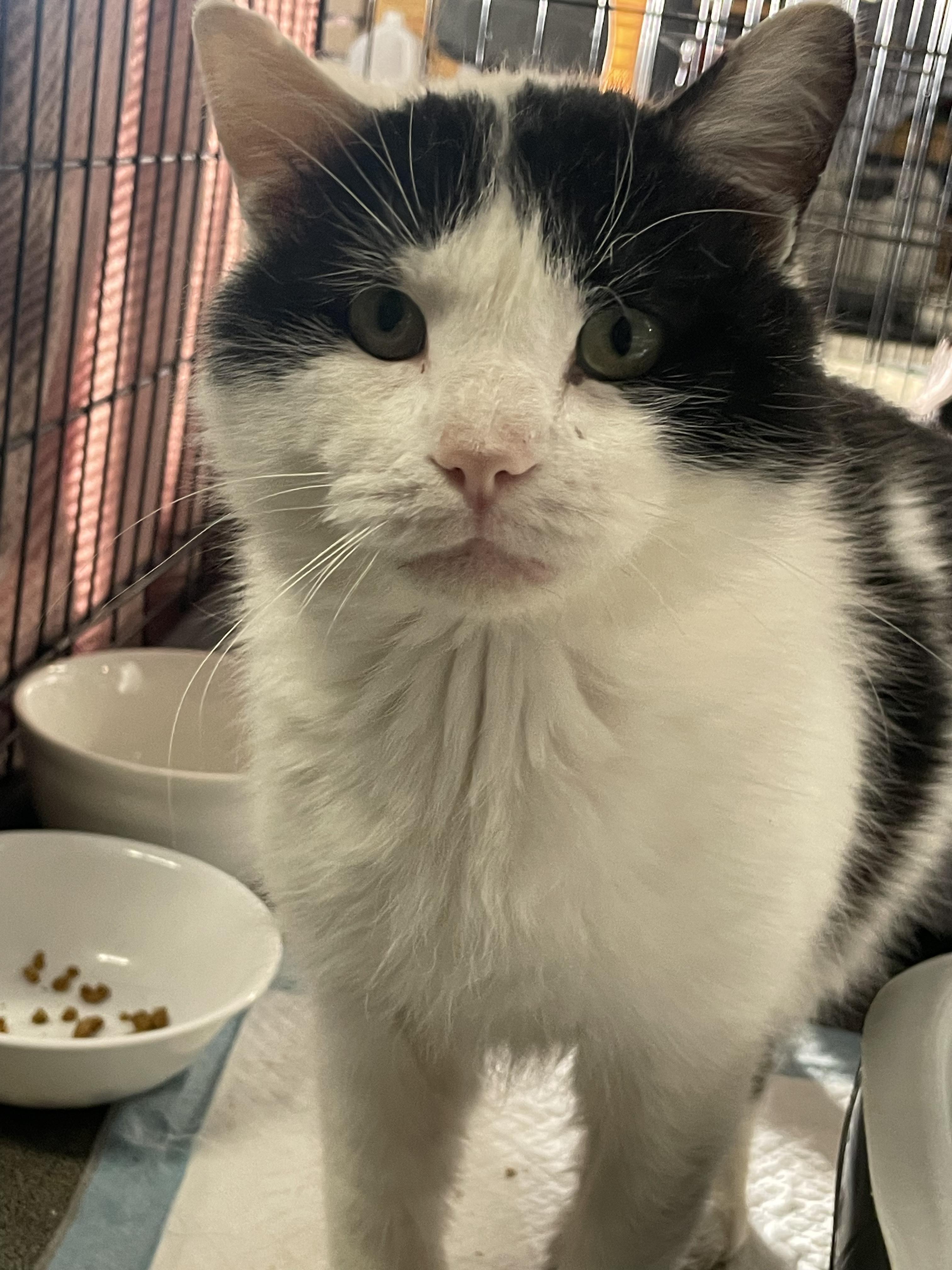 Enlarge Whisper (6 toes), an adoptable Domestic Short Hair in Kent, OH image 3/6