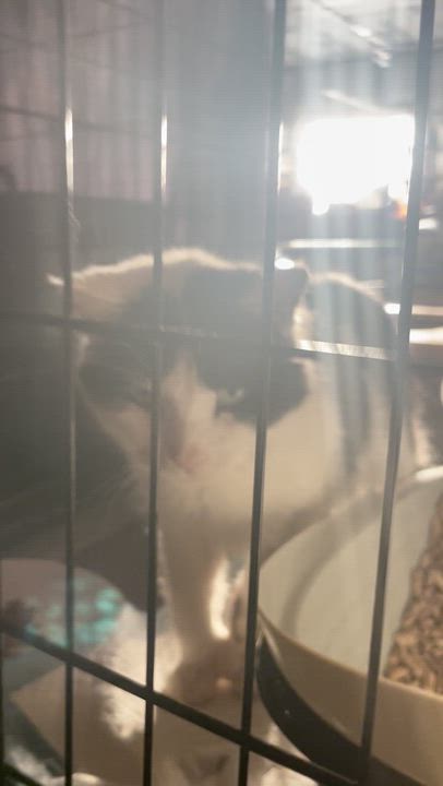 Enlarge Whisper (6 toes), an adoptable Domestic Short Hair in Kent, OH video 5/6