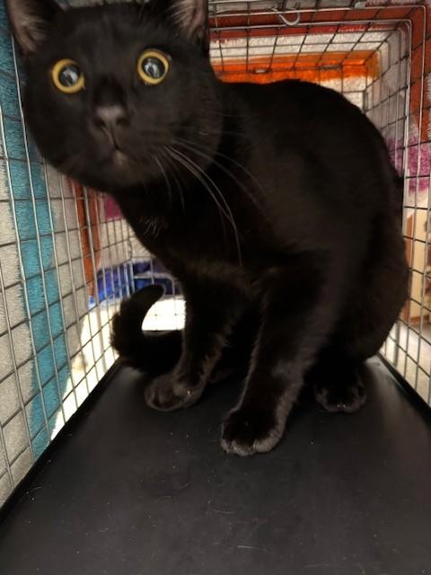 WALLY, Adoptable, Young Male Domestic Short Hair.