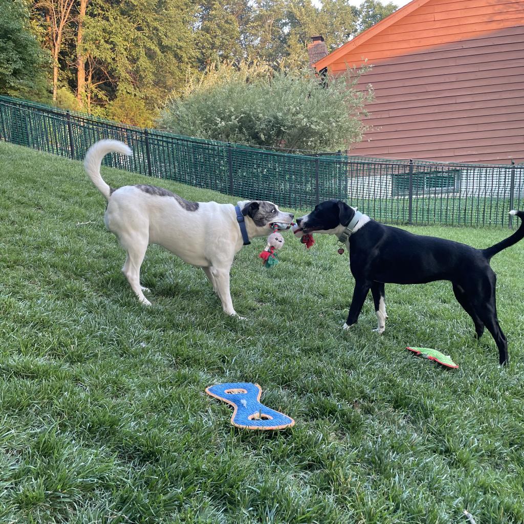 Mickey, a Adoptable Staffordshire Bull Terrier in St. Peters, MO image 4/6