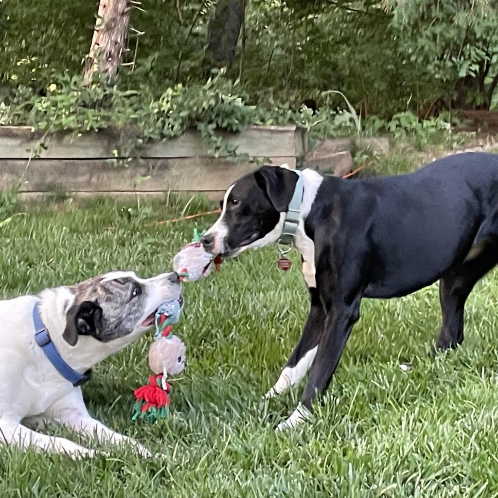 Mickey, a Adoptable Staffordshire Bull Terrier in St. Peters, MO image 6/6