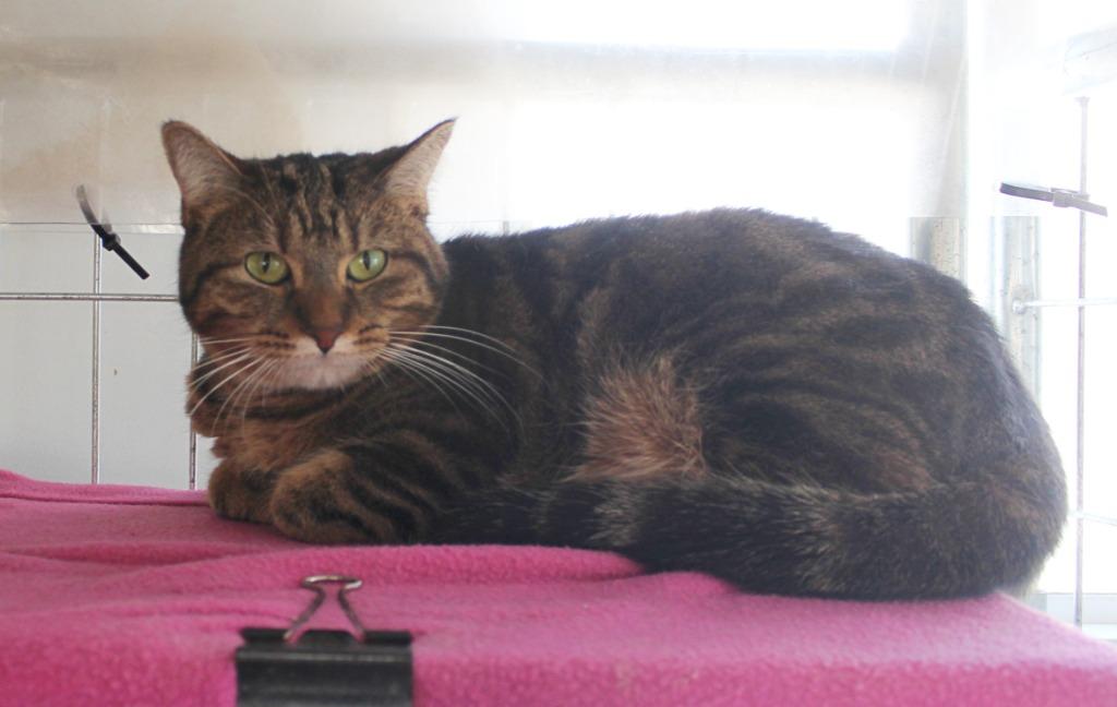 Sky, Adopted, Adult Female Domestic Short Hair.