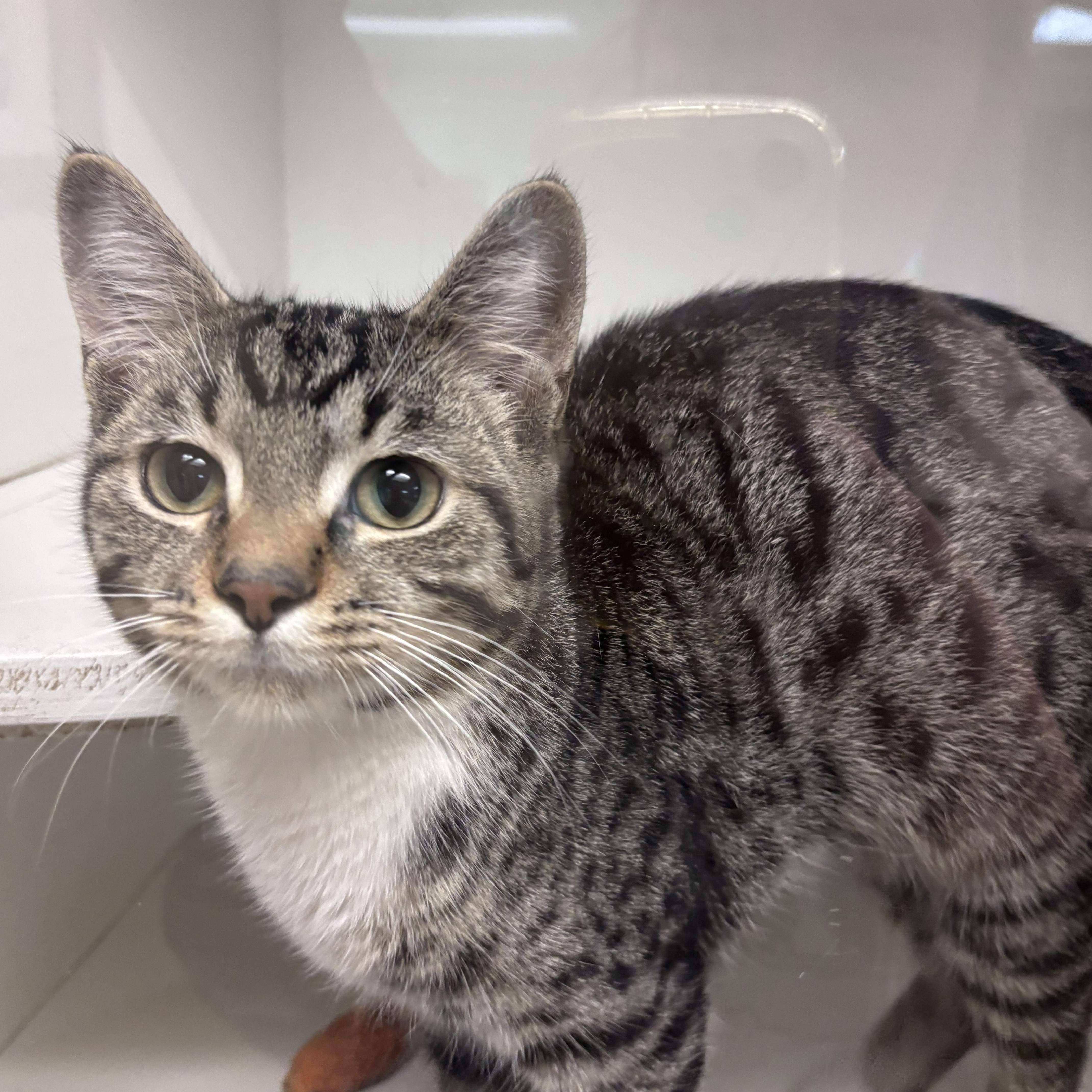 Freddie, Adoptable, Adult Male Domestic Short Hair.
