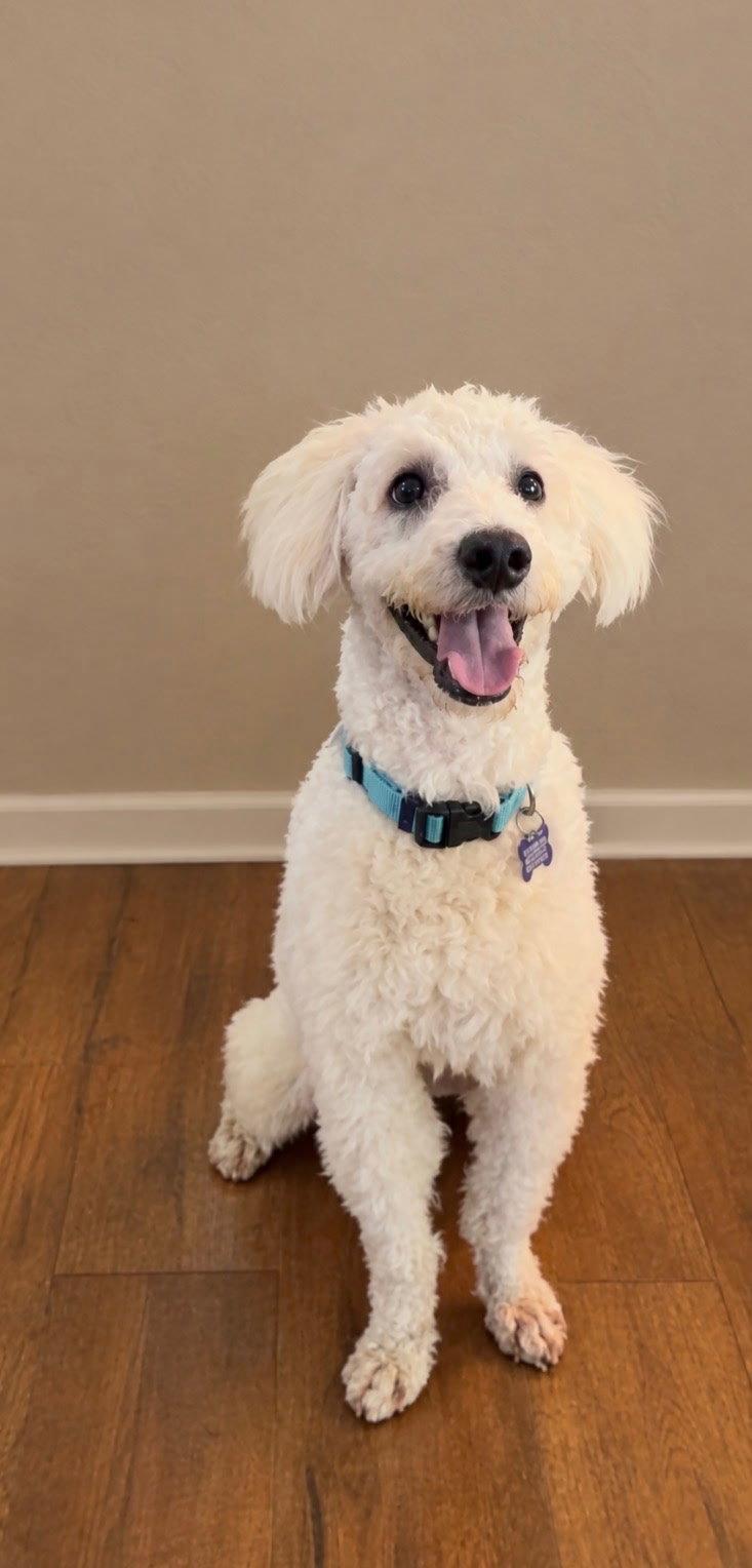 Enlarge Edison CA, a Adoptable Poodle in Hillside, IL image 1/3