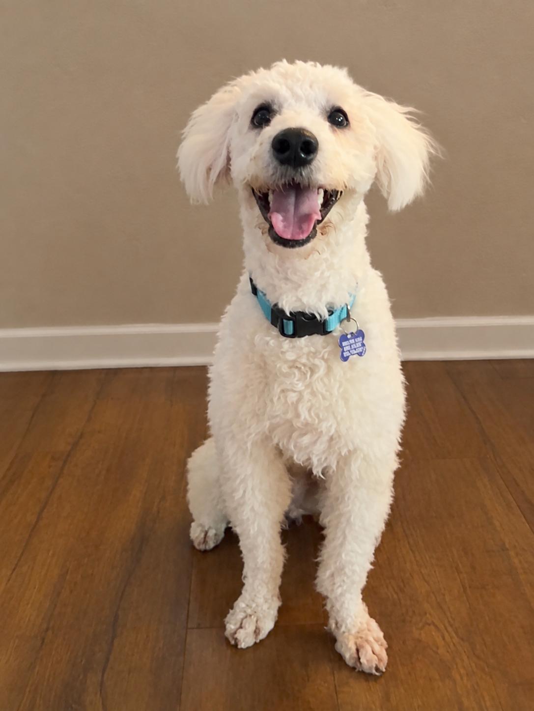 Enlarge Edison CA, a Adoptable Poodle in Hillside, IL image 2/3
