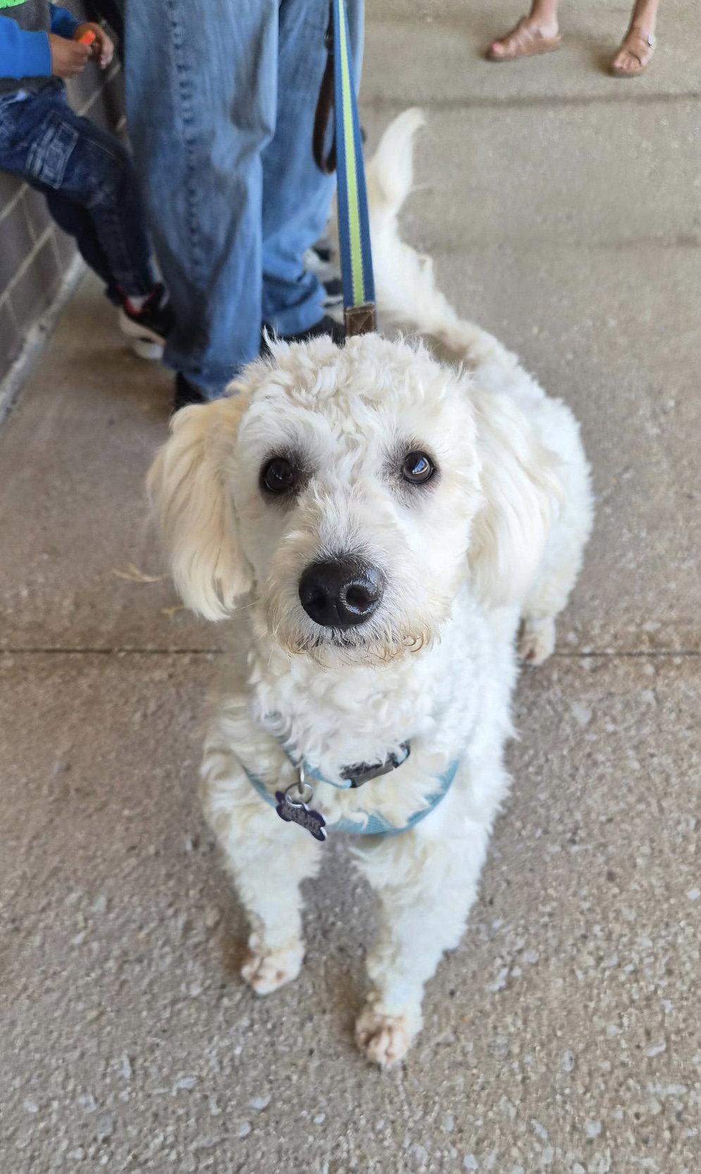 Enlarge Edison CA, a Adoptable Poodle in Hillside, IL image 3/3