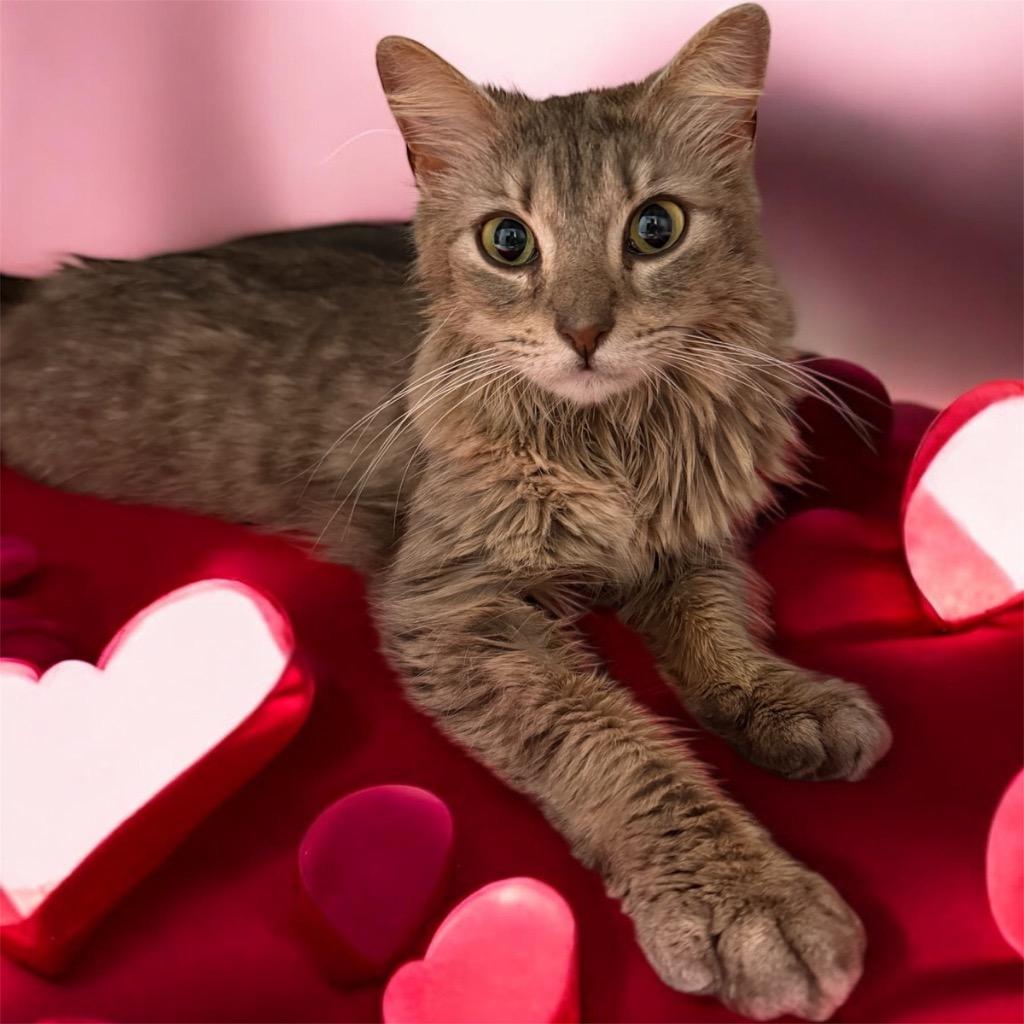 Bramblebee, Adoptable, Young Female Domestic Medium Hair.