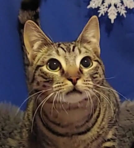 HoneyBun, Adoptable, Adult Female Tabby.