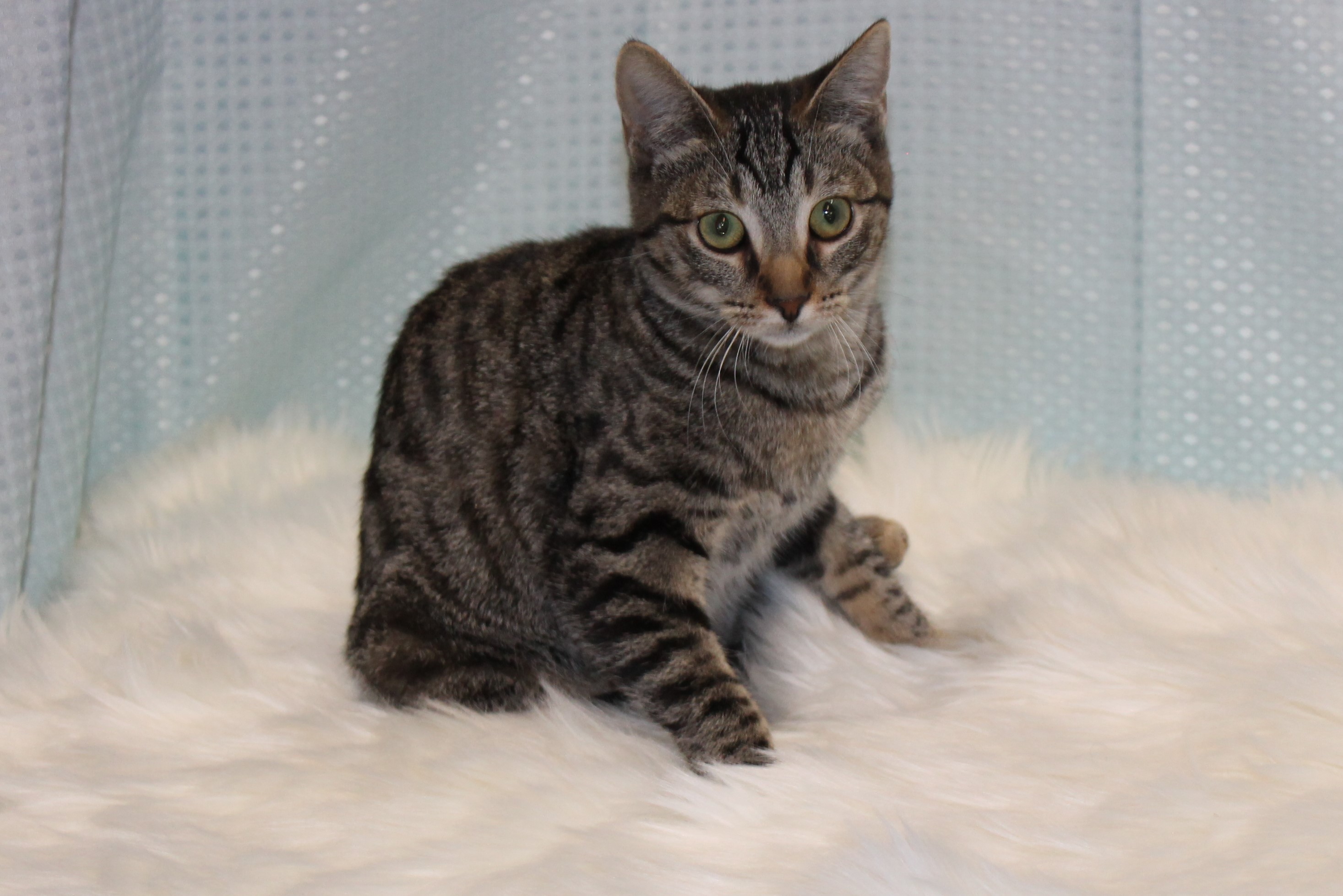 HoneyBun, a Adoptable mixed breed in Salt Lake City, UT image 2/6