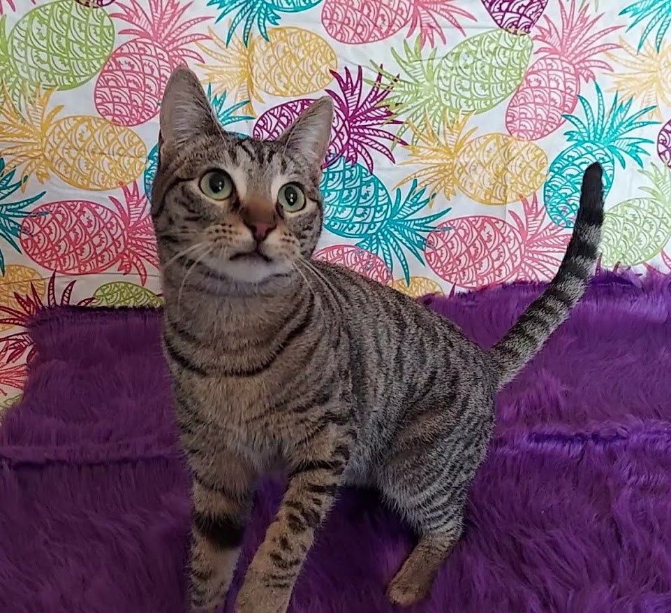 HoneyBun, a Adoptable mixed breed in Salt Lake City, UT image 6/6