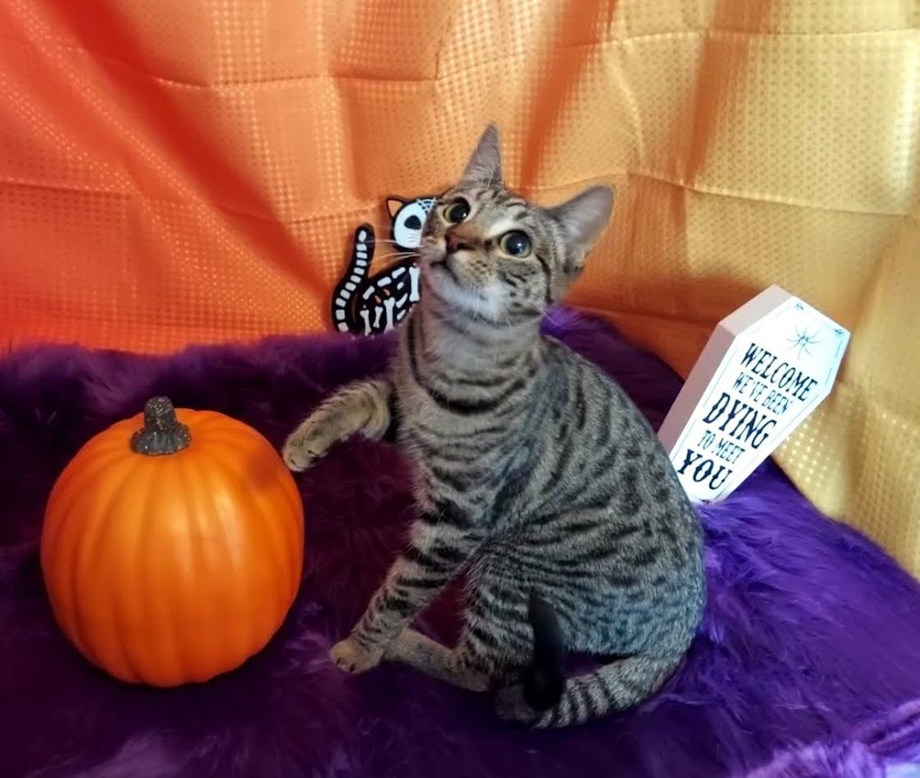 HoneyBun, a Adoptable mixed breed in Salt Lake City, UT image 4/6