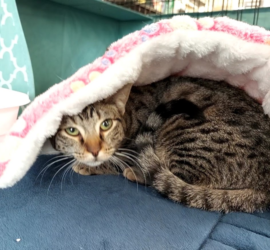 HoneyBun, a Adoptable mixed breed in Salt Lake City, UT image 5/6