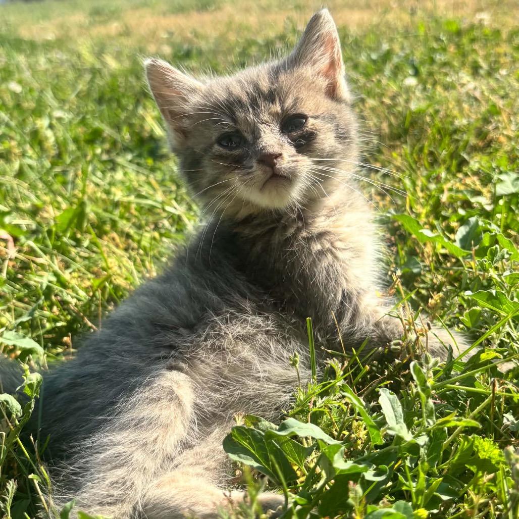 Zuko 32C26, Adoptable, Kitten Male Domestic Short Hair & Domestic Short Hair.