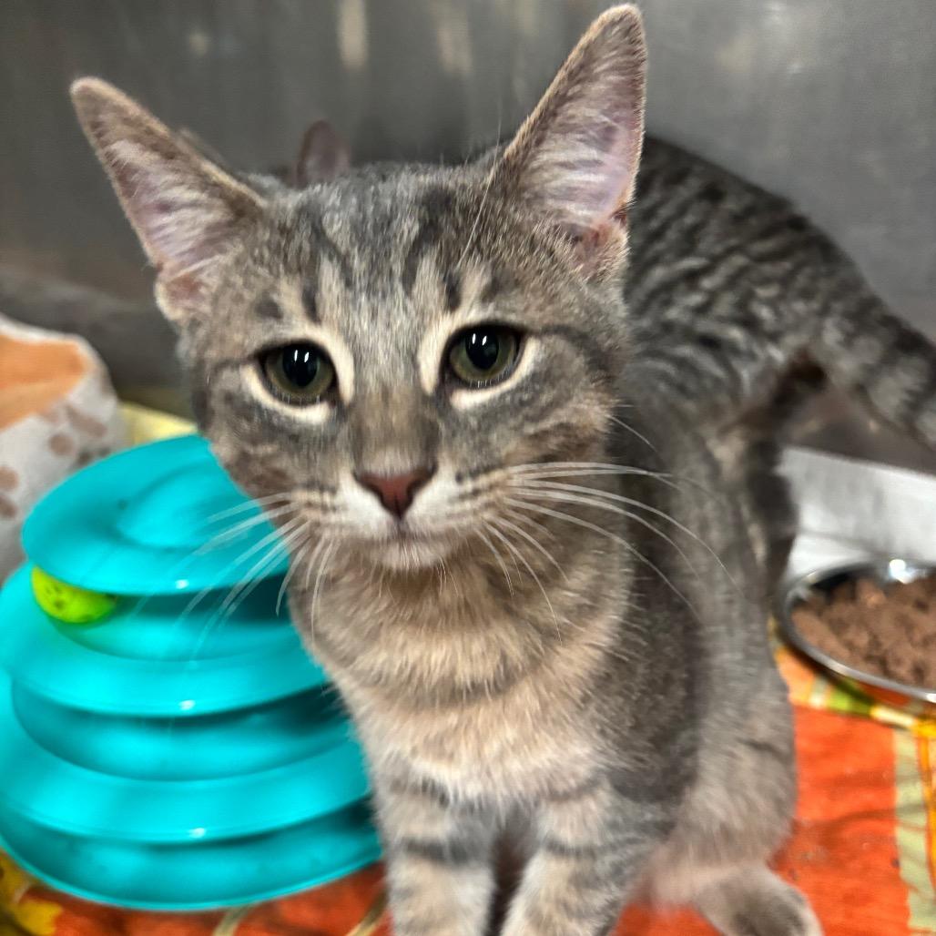 Enlarge Zuko 32C26, a Adoptable mixed breed in Napoleon, OH image 4/6