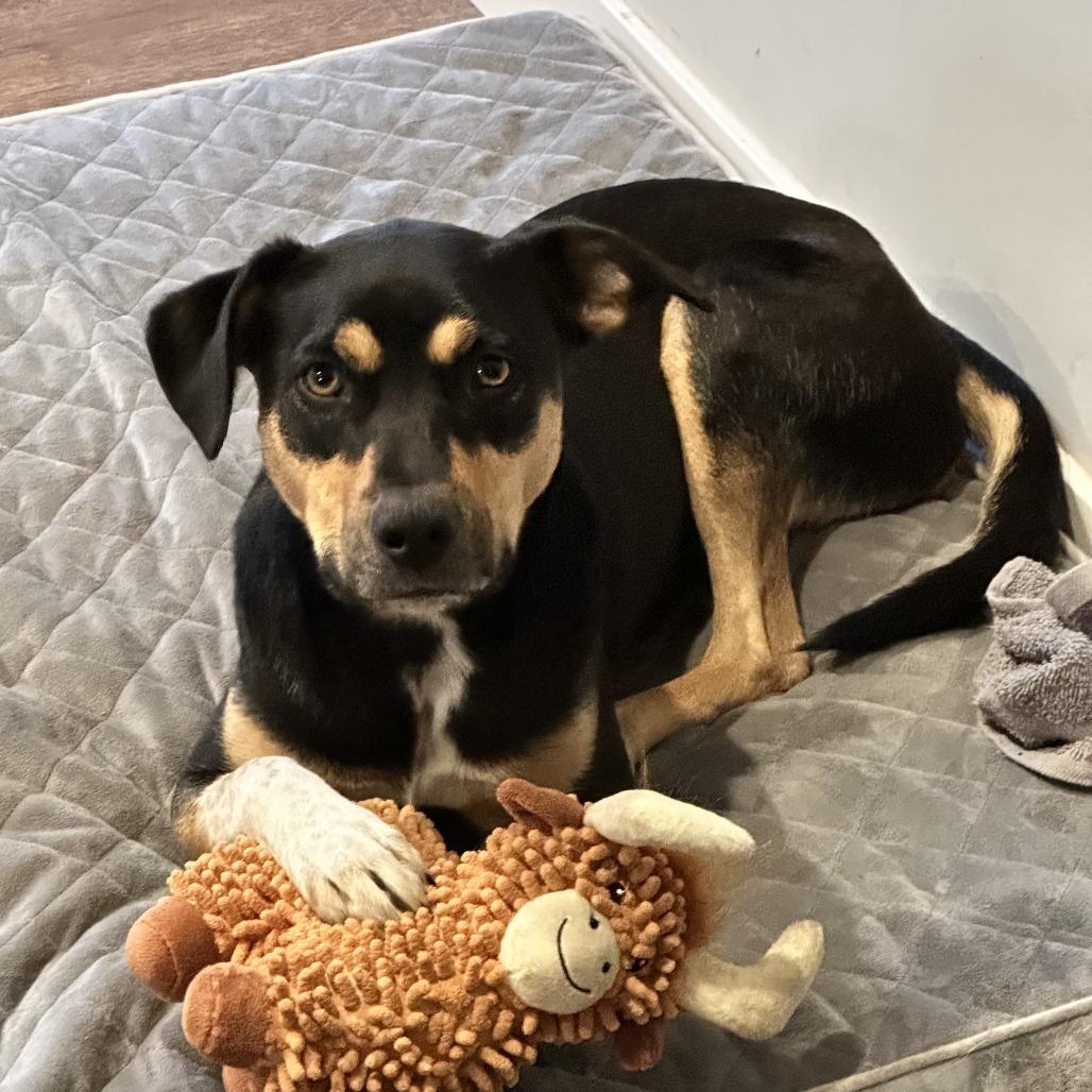 Luna, Adoptable, Adult Female Rottweiler & Mixed Breed.