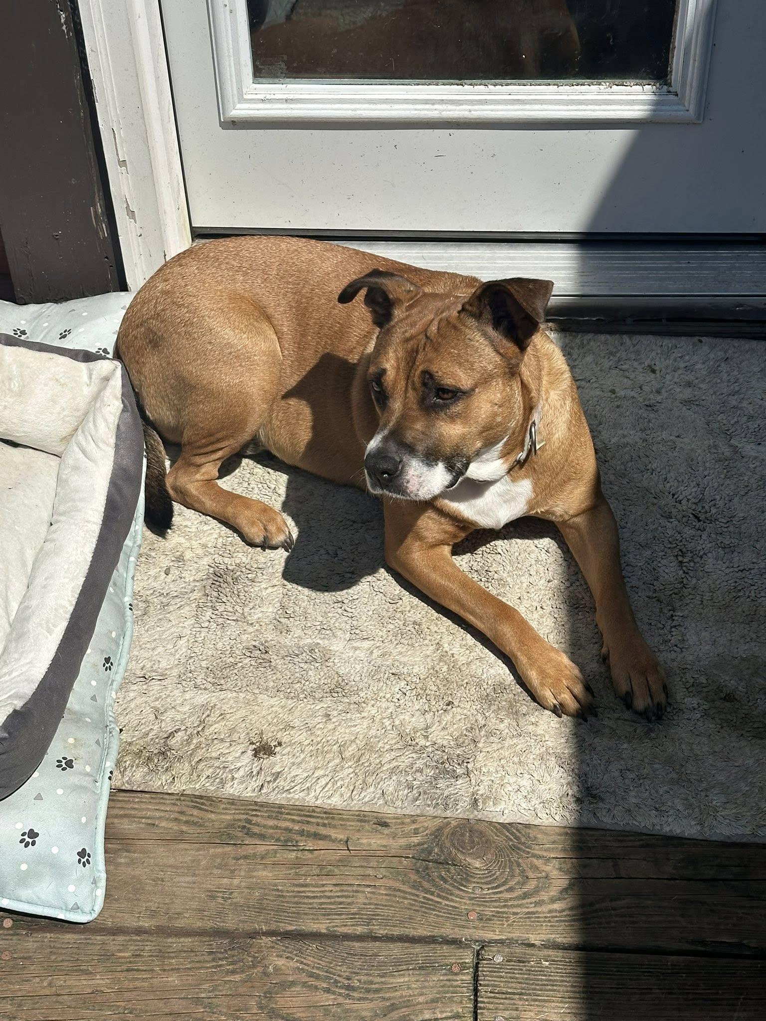 Harper, Adoptable, Adult Female Pit Bull Terrier & Hound.