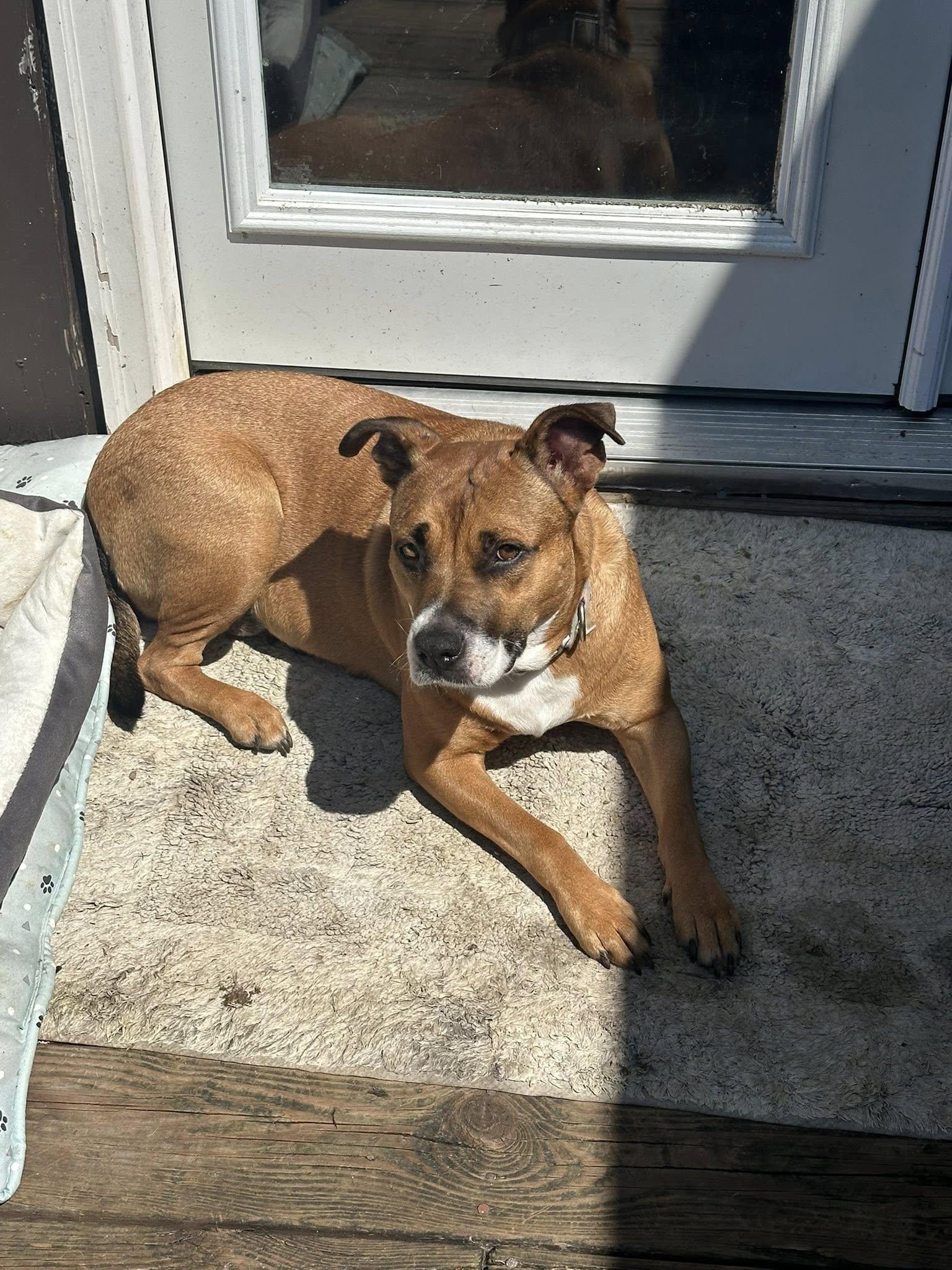 Enlarge Harper, a Adoptable mixed breed in Union Beach, NJ image 2/3