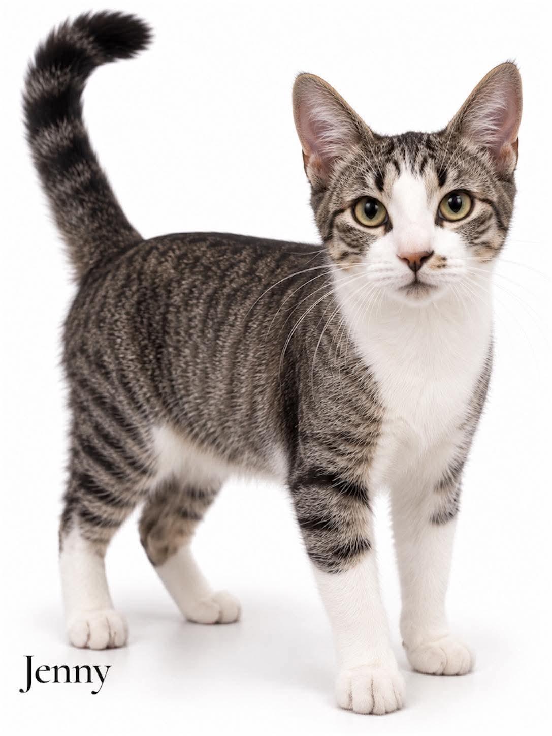 Enlarge Jenny, a Adoptable Domestic Short Hair in Stevensville, MI image 1/1