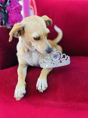 Enlarge SOPHIE 1 yr 12 lbs, a ADOPTABLE mixed breed in san diego, CA image 1/3