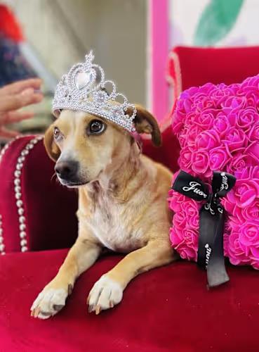 Enlarge SOPHIE 1 yr 12 lbs, a ADOPTABLE mixed breed in san diego, CA image 2/3