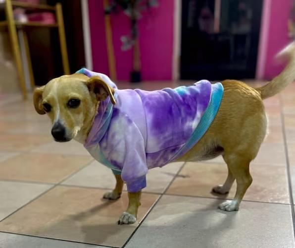 Enlarge SOPHIE 1 yr 12 lbs, a ADOPTABLE mixed breed in san diego, CA image 3/3