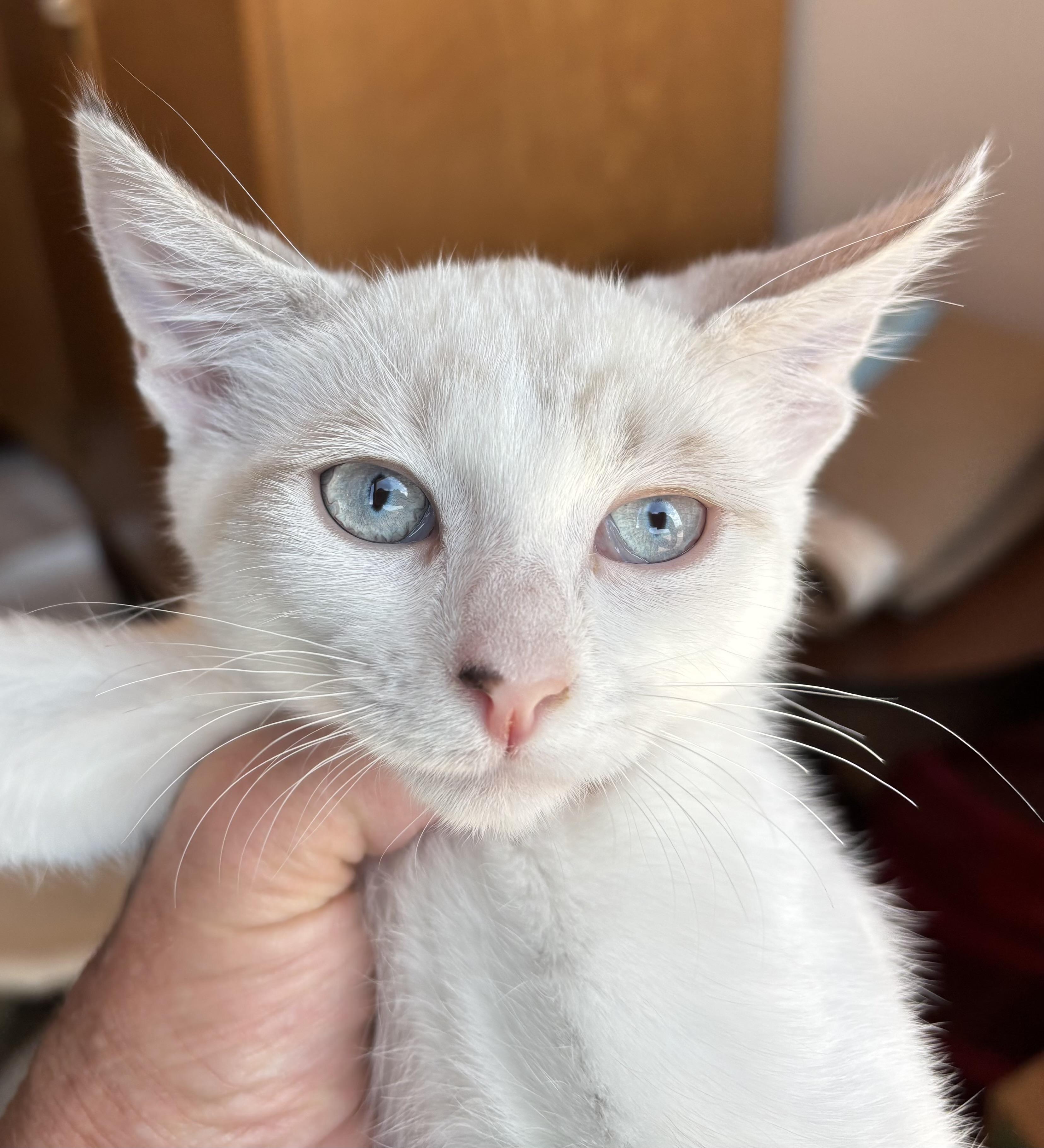 Coco, a ADOPTABLE Domestic Short Hair in Sierra Vista, AZ image 3/3