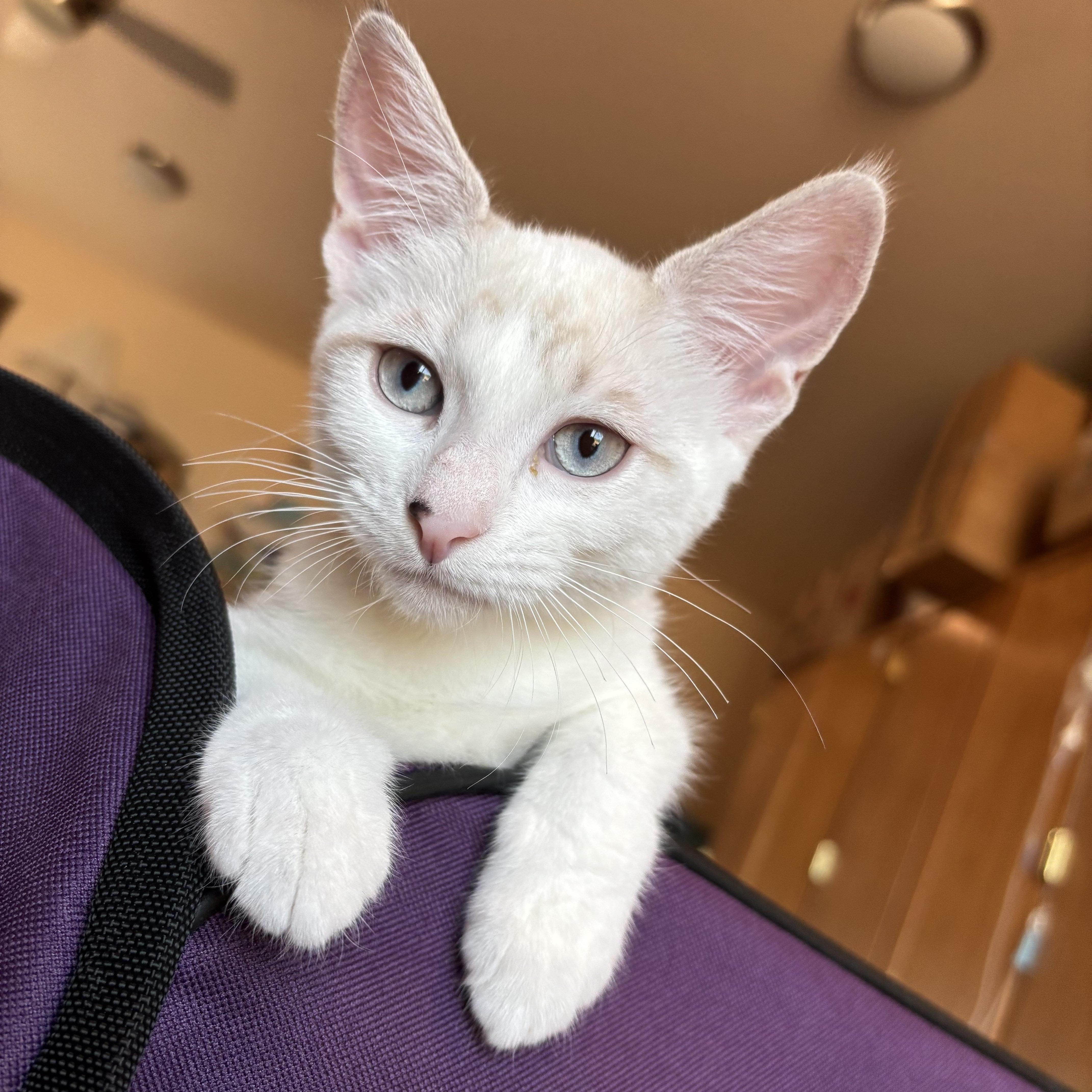 Coco, a ADOPTABLE Domestic Short Hair in Sierra Vista, AZ image 2/3