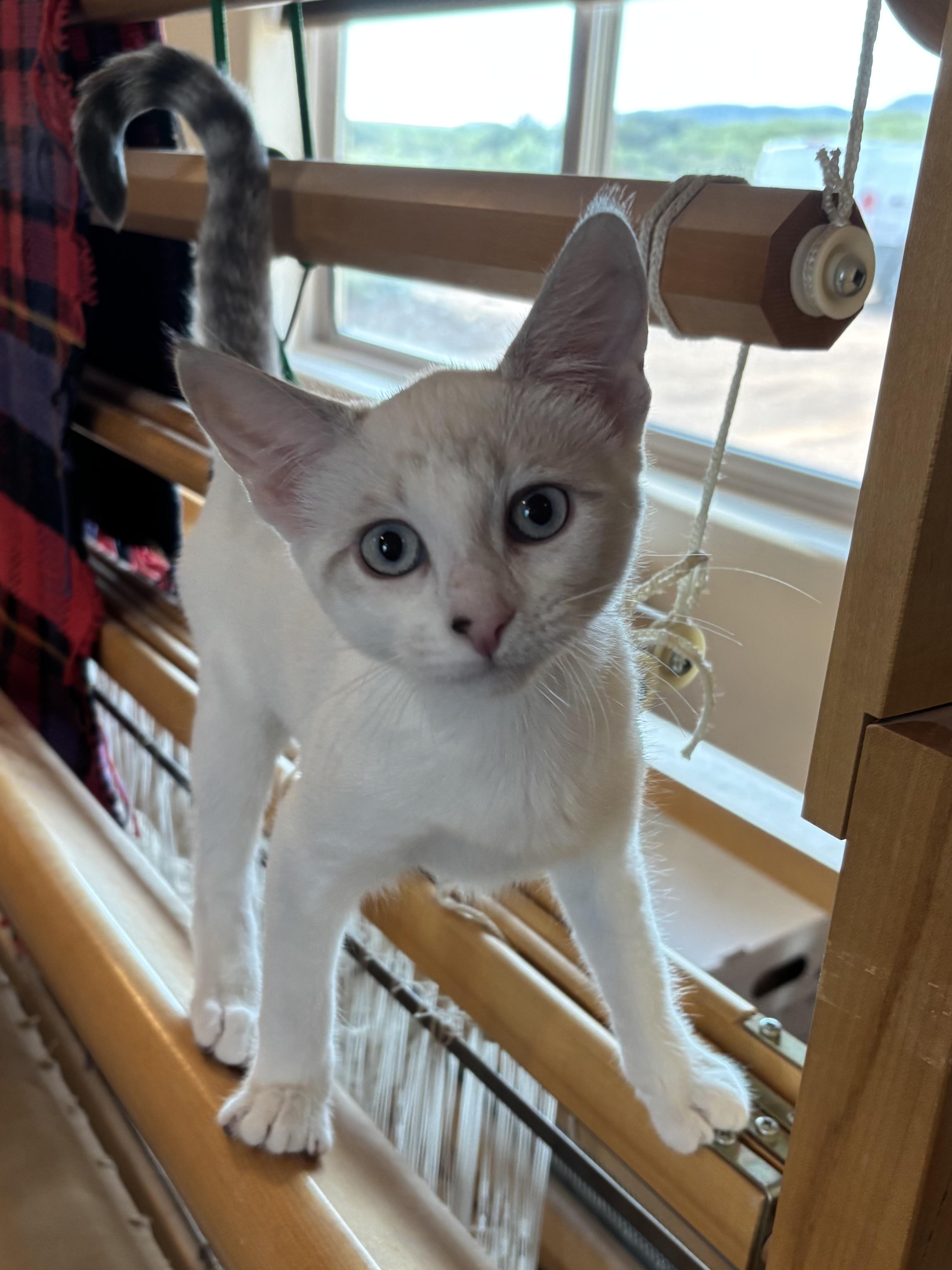 Coco, ADOPTABLE, Young Female Domestic Short Hair.