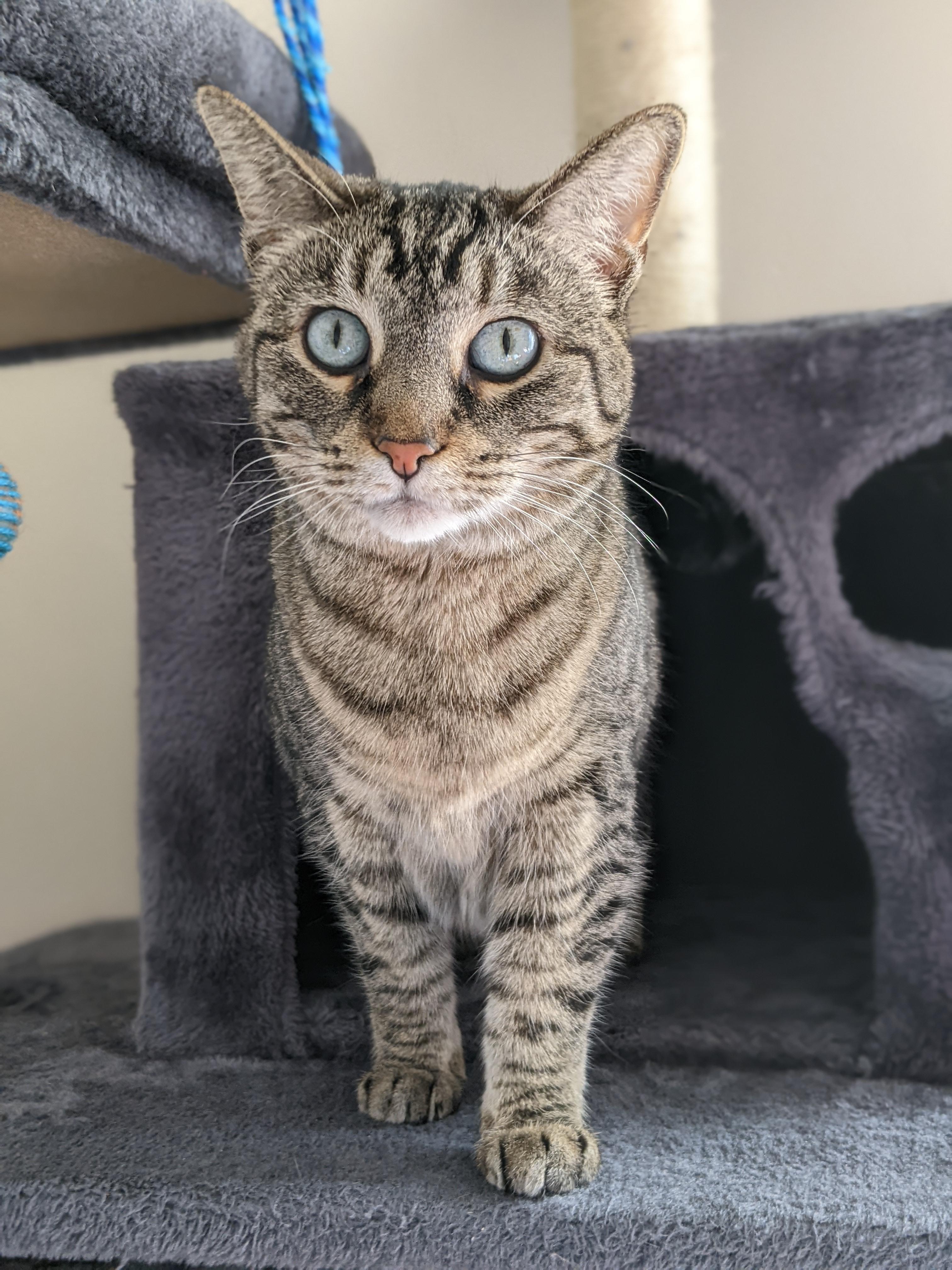 ** Courtesy Post ** Sara, a Adoptable Domestic Short Hair in Sterling Heights, MI image 1/5