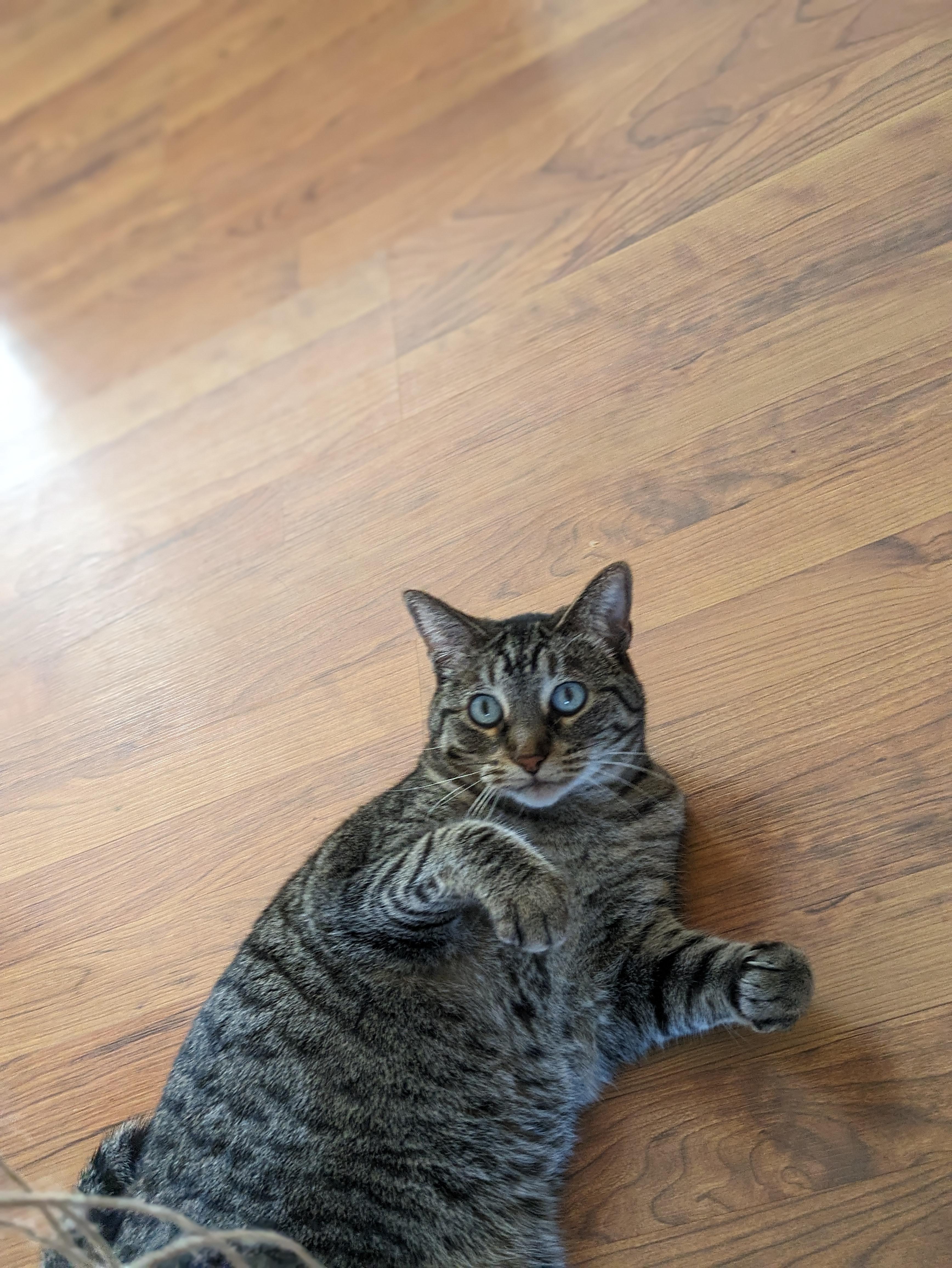 ** Courtesy Post ** Sara, a Adoptable Domestic Short Hair in Sterling Heights, MI image 4/5