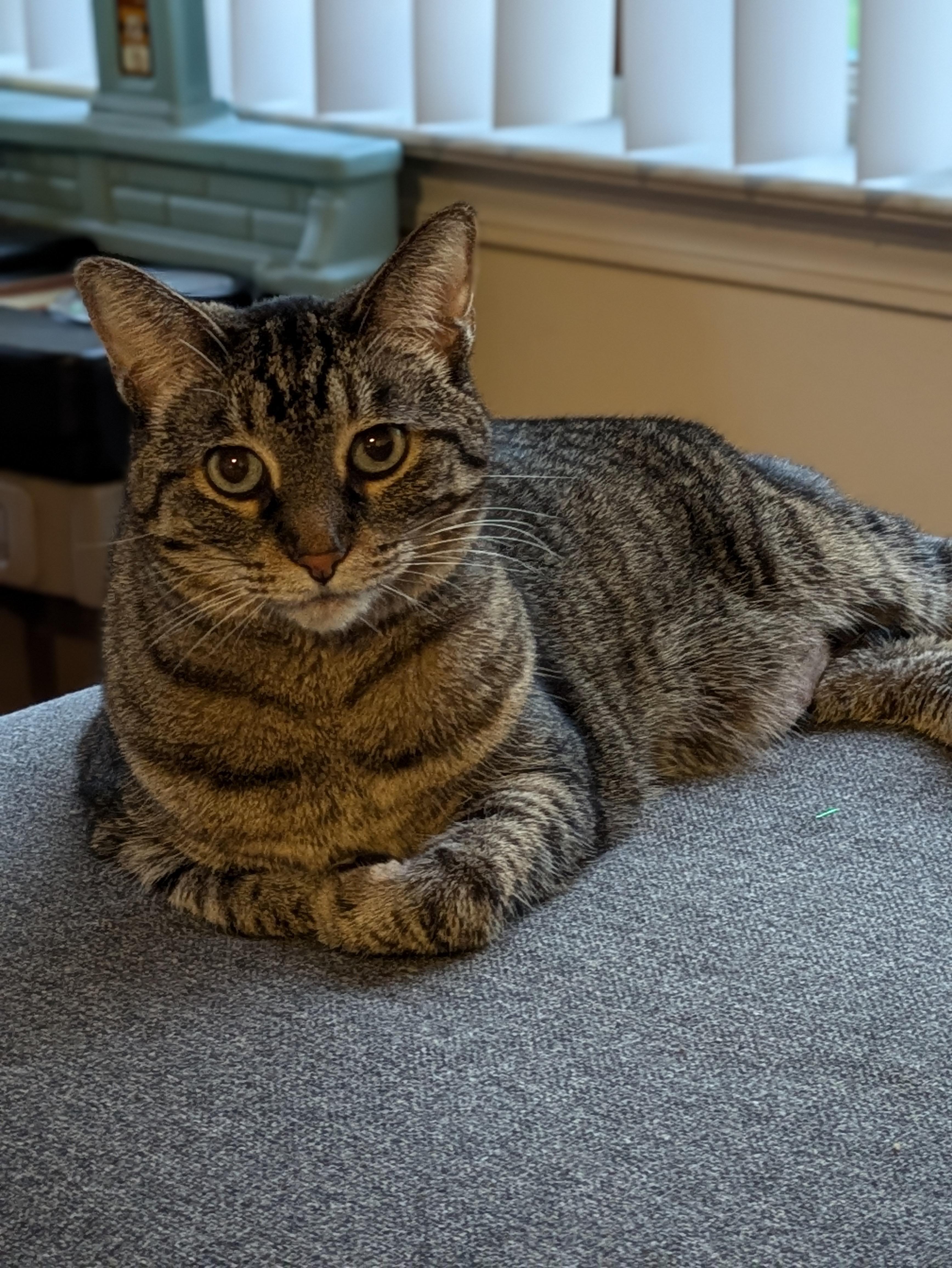 ** Courtesy Post ** Sara, a Adoptable Domestic Short Hair in Sterling Heights, MI image 2/5