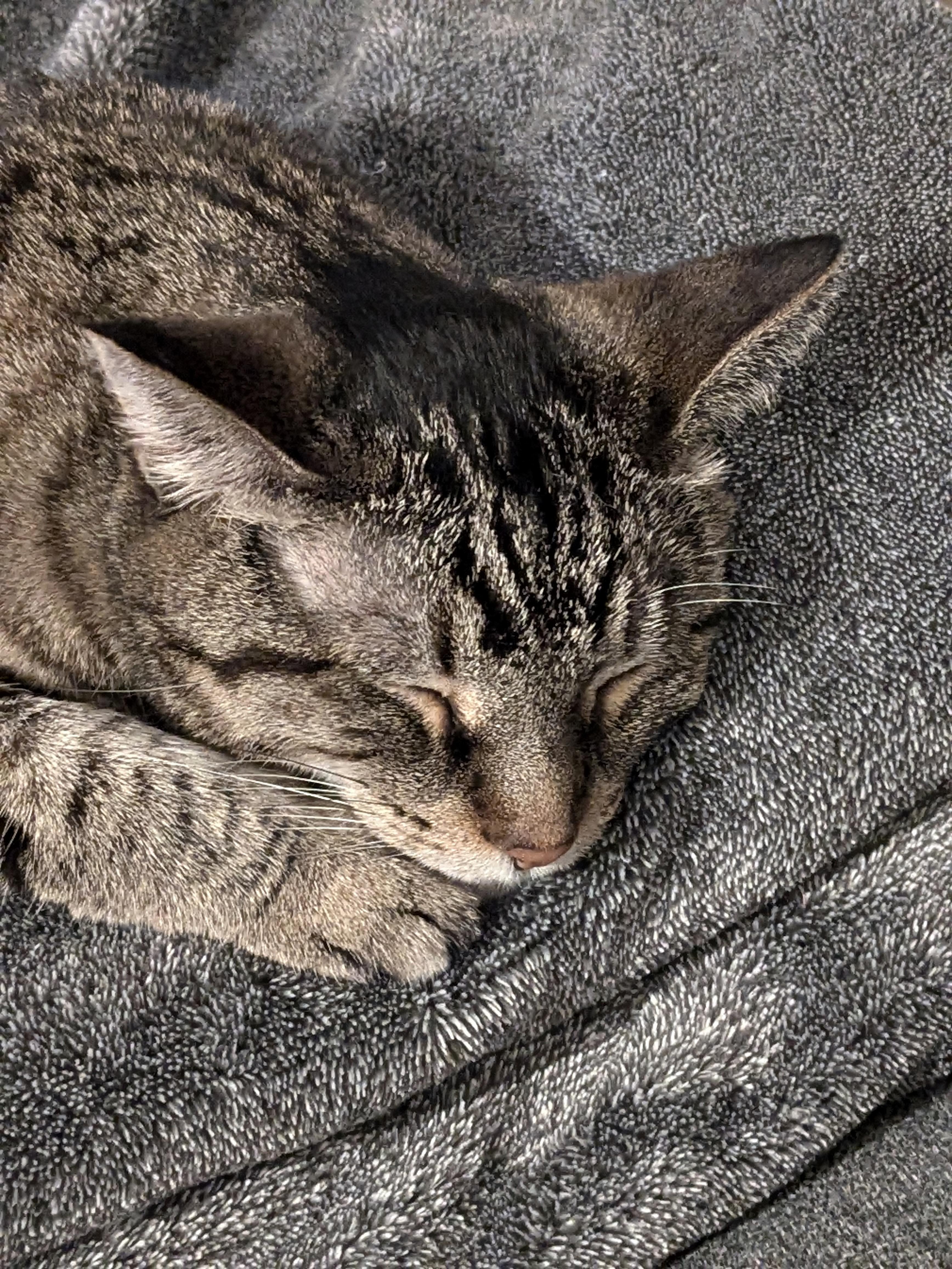 ** Courtesy Post ** Sara, a Adoptable Domestic Short Hair in Sterling Heights, MI image 3/5